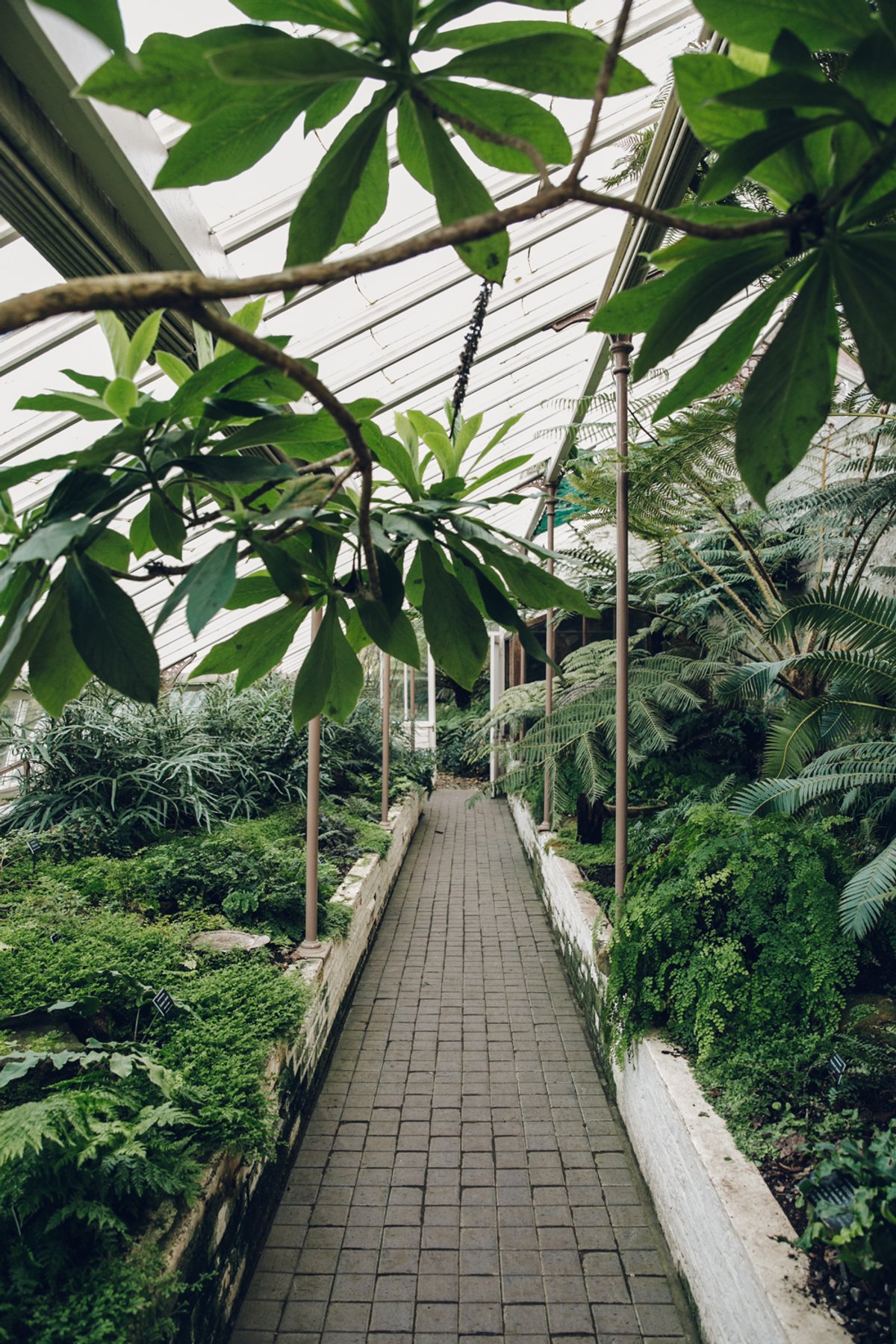 The Greenhouses of Chelsea Physic Garden post thumbnail