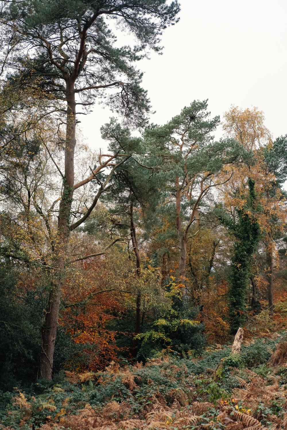 Dartmoor Autumn post thumbnail