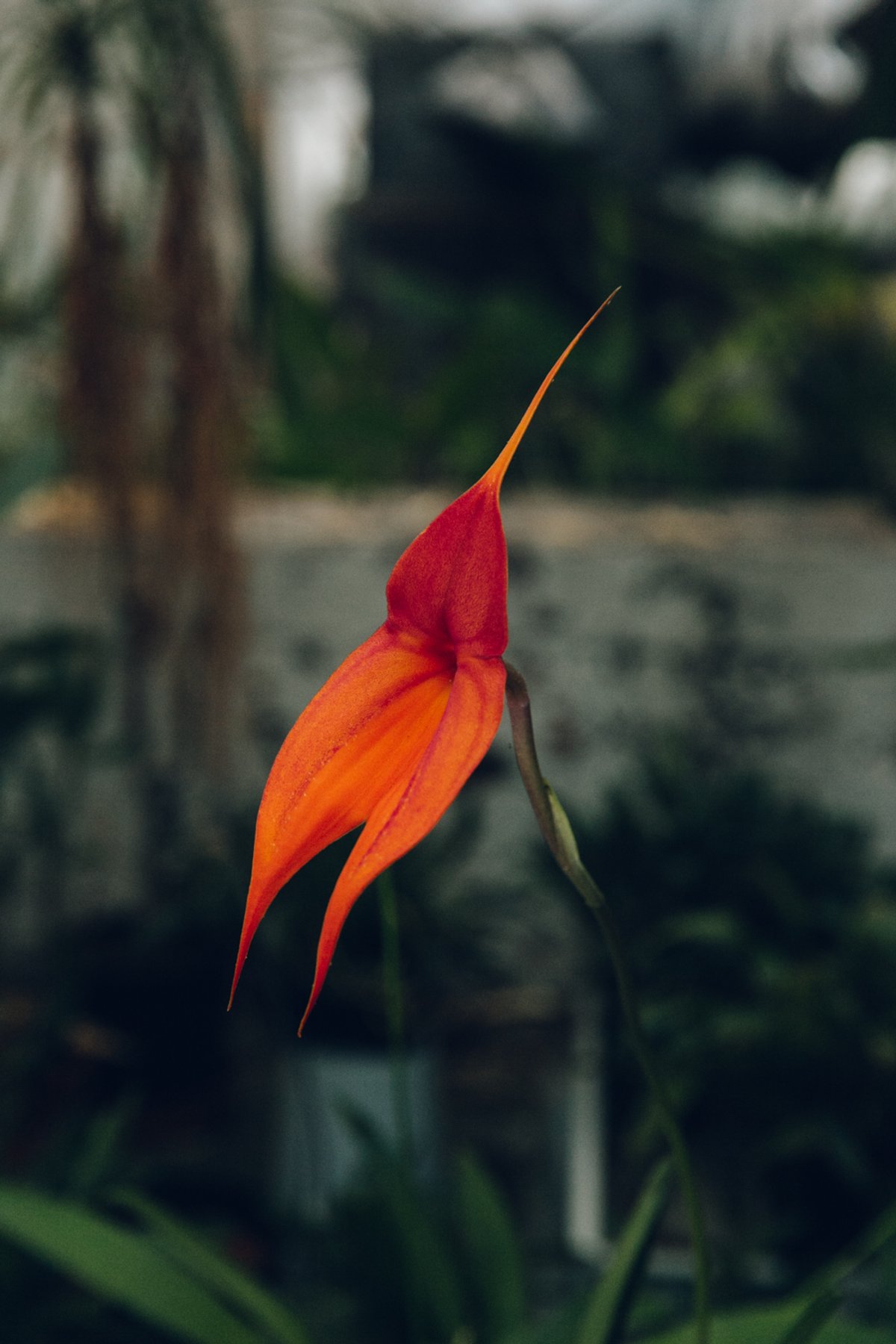 The Orchid Grower post thumbnail