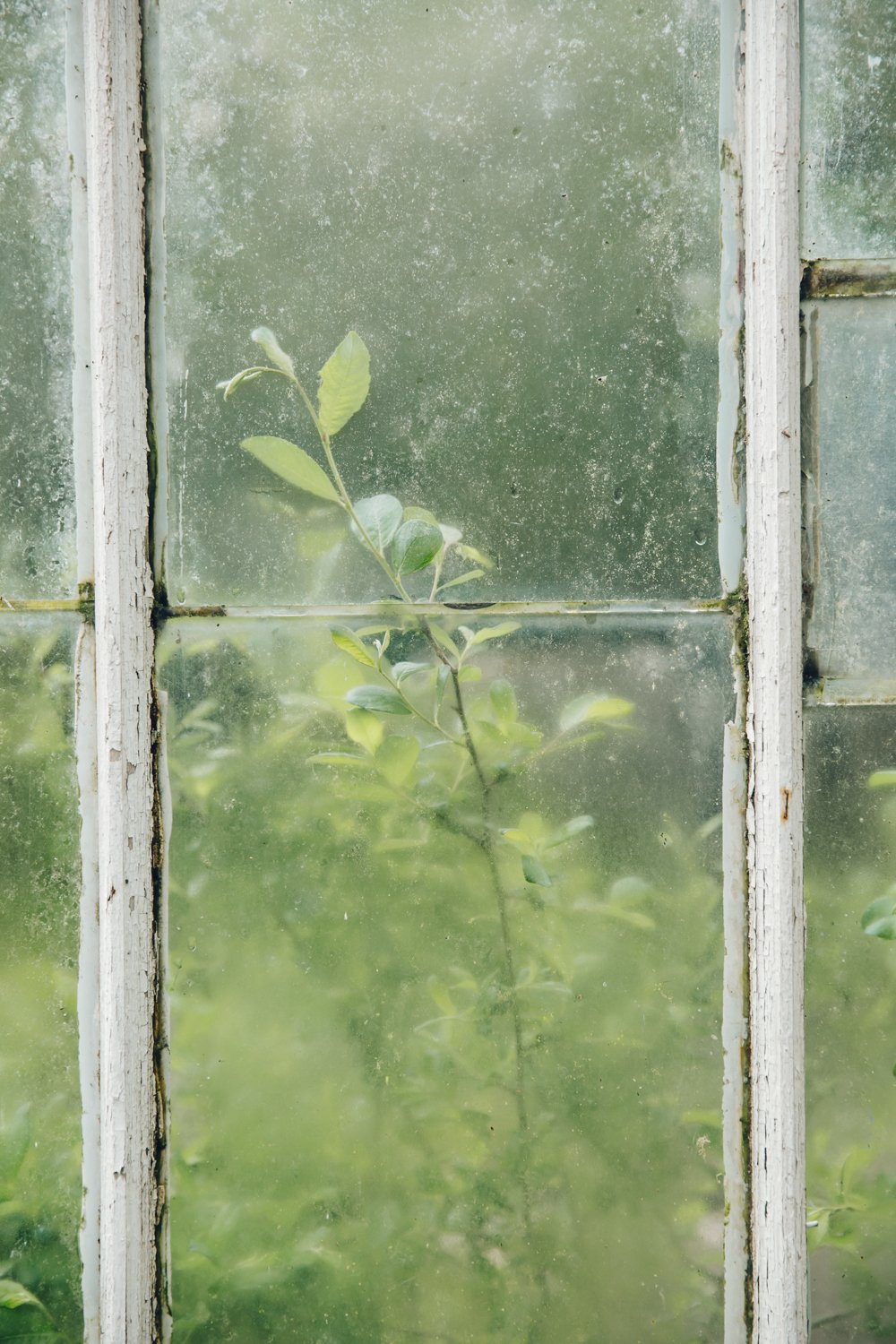 Inside an English Vinery post thumbnail