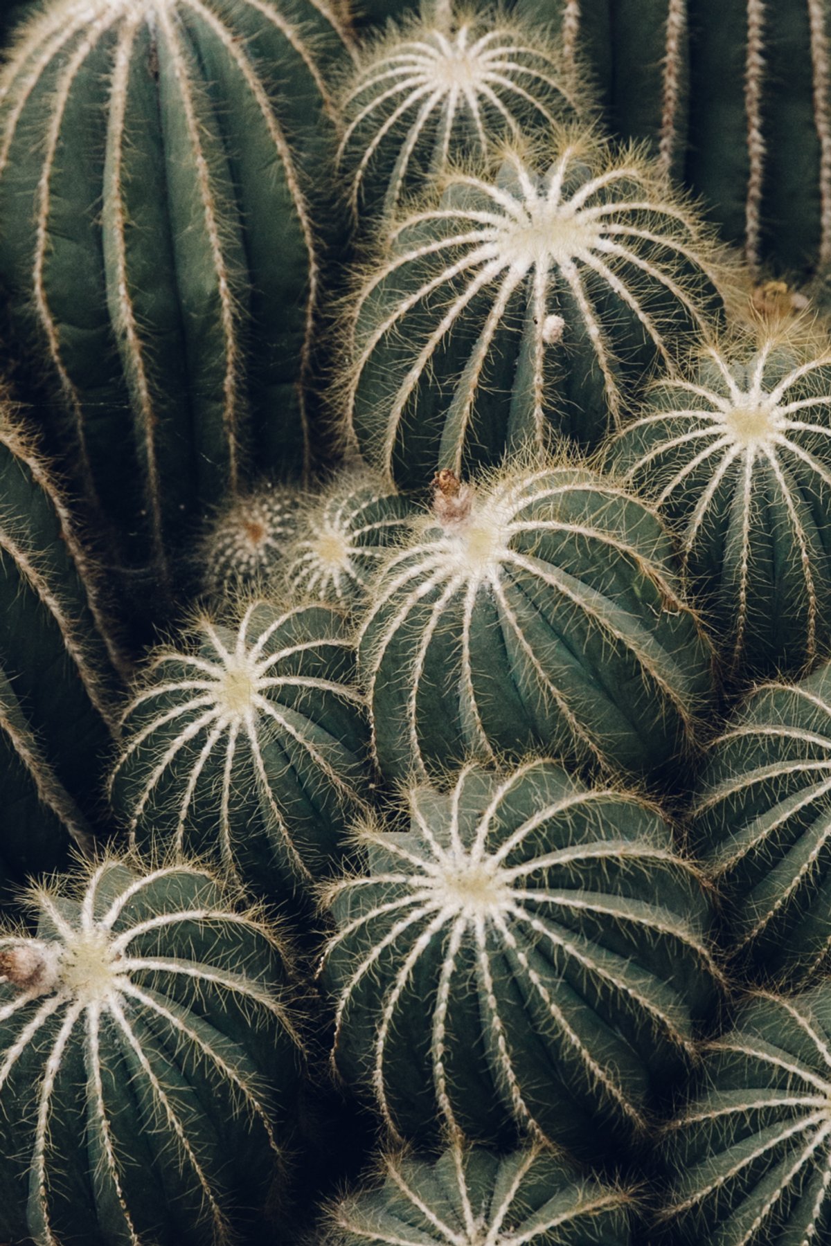 Greenhouses at Kew Gardens post thumbnail