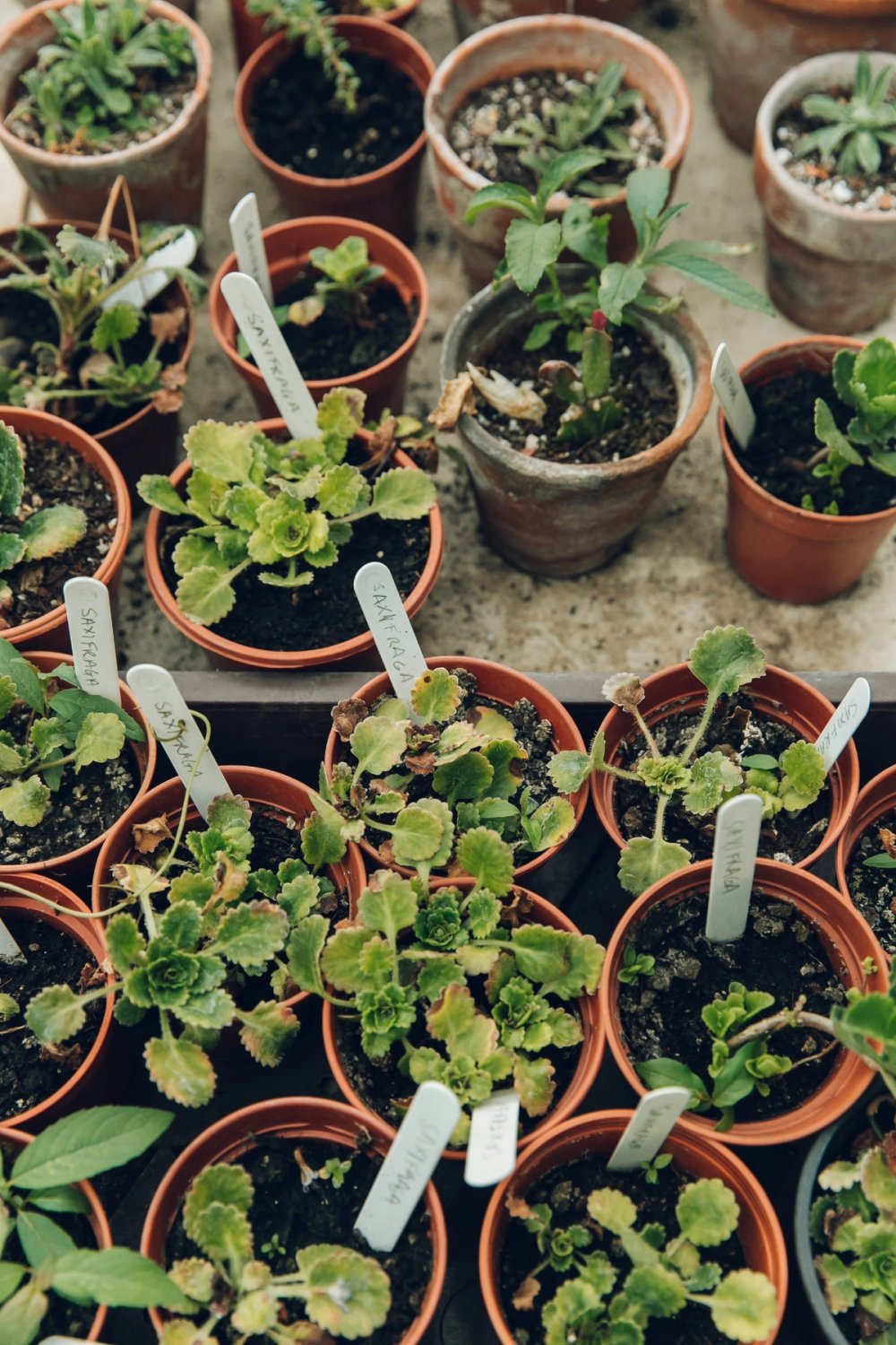 Brockwell Park Community Greenhouse post thumbnail