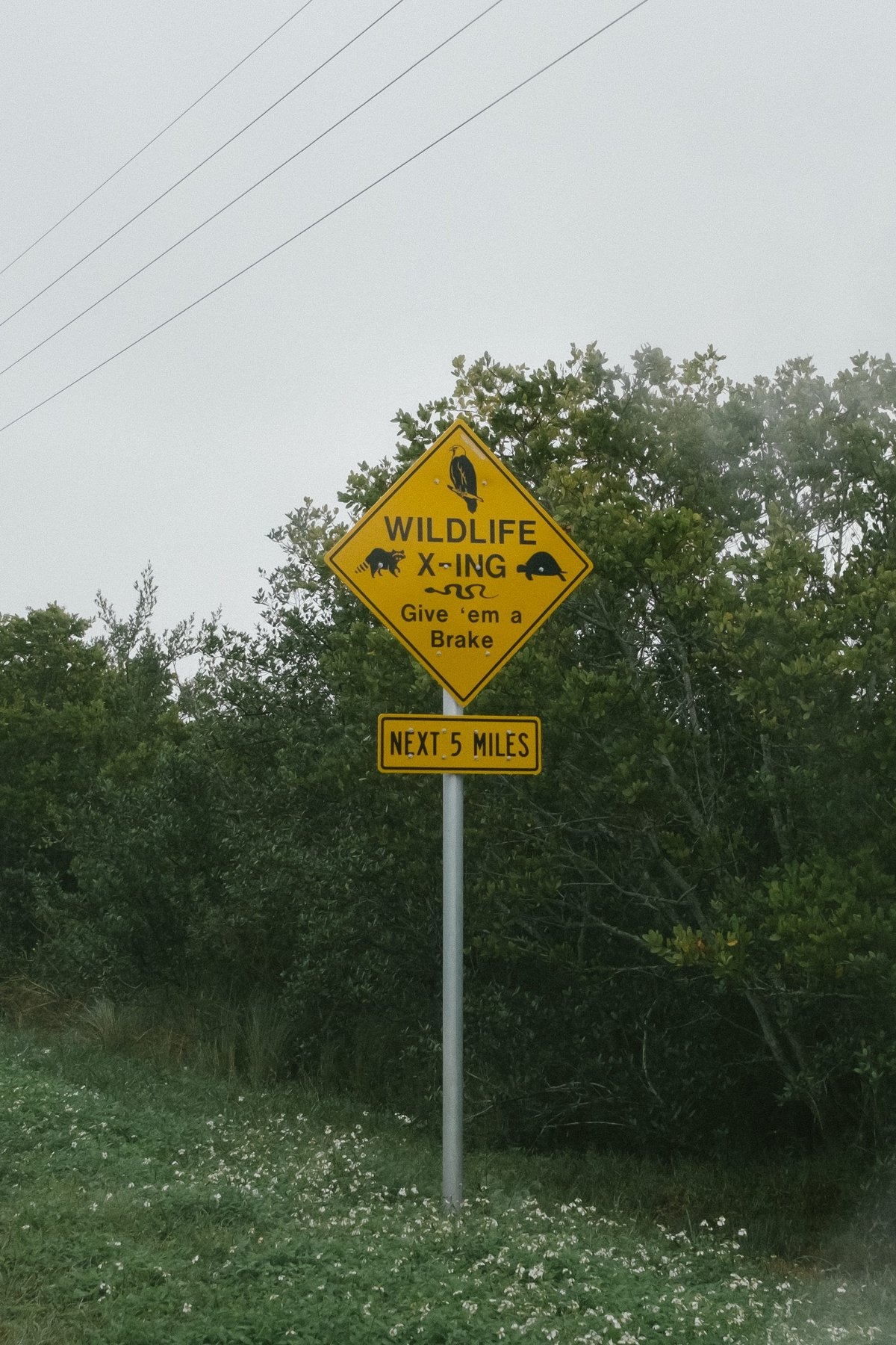 Merritt Island Manatees post thumbnail