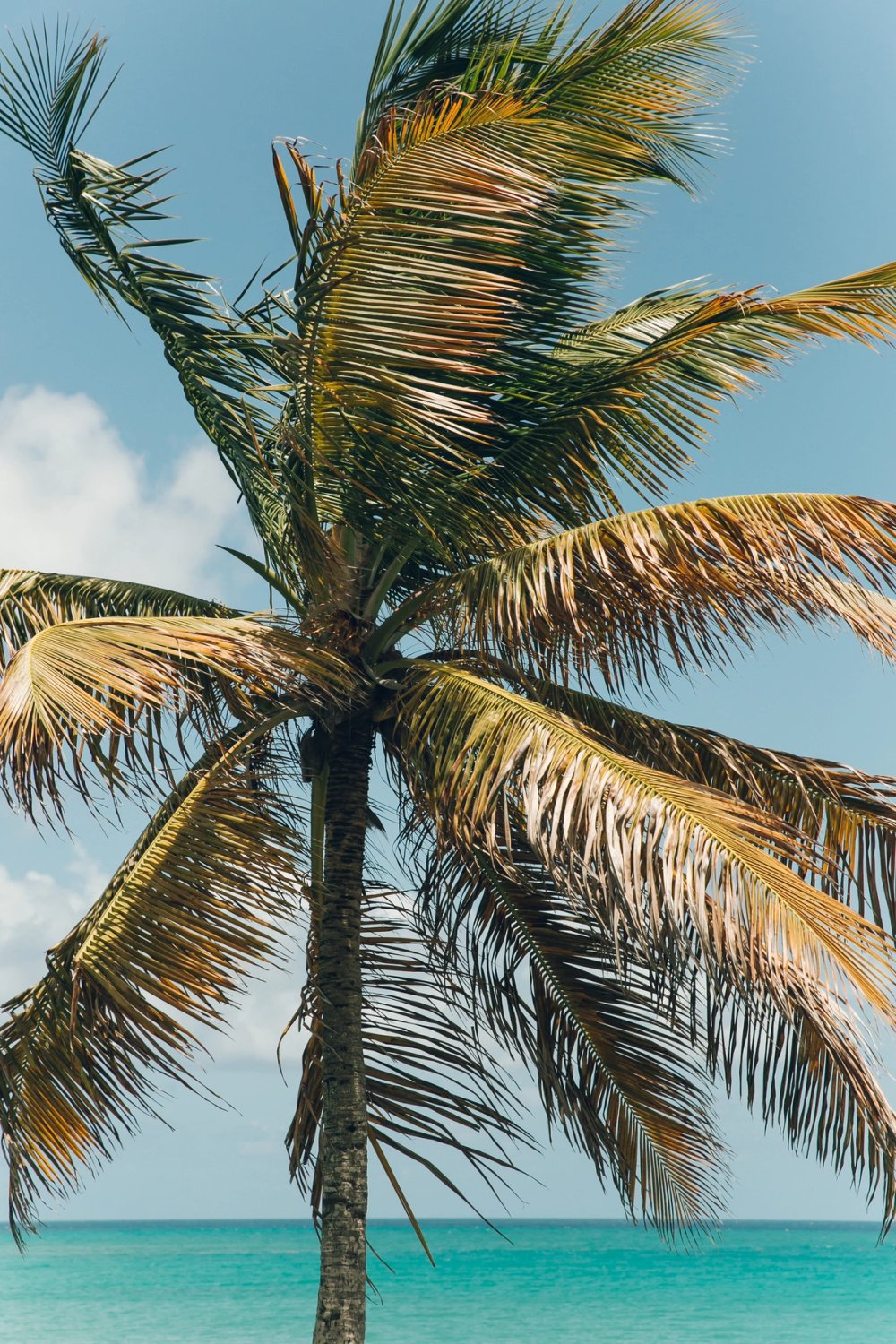 Barbados post thumbnail