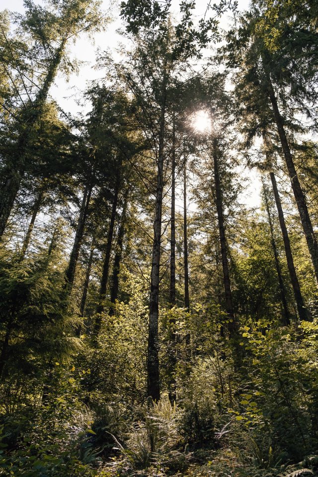 Cardinham Woods post thumbnail