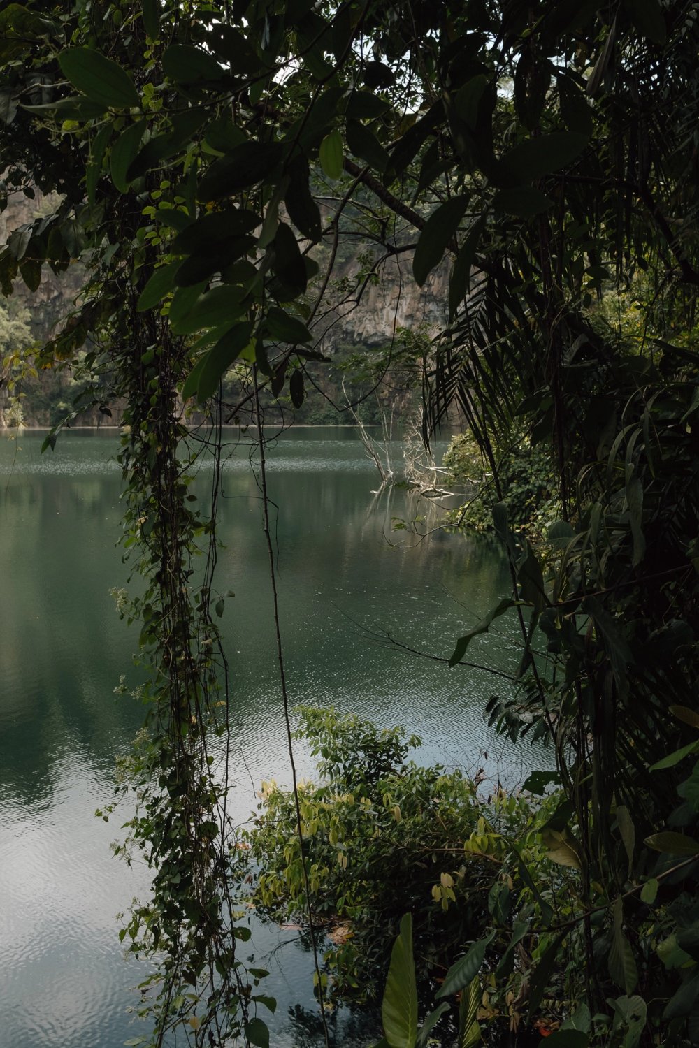 Bukit Timah Nature Reserve post thumbnail