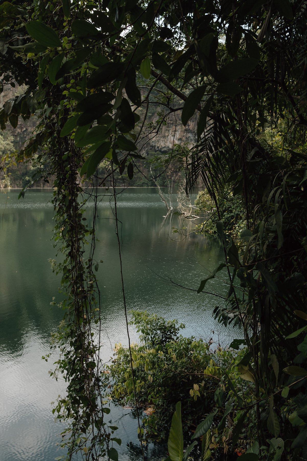 Bukit Temah Nature Reserve post thumbnail