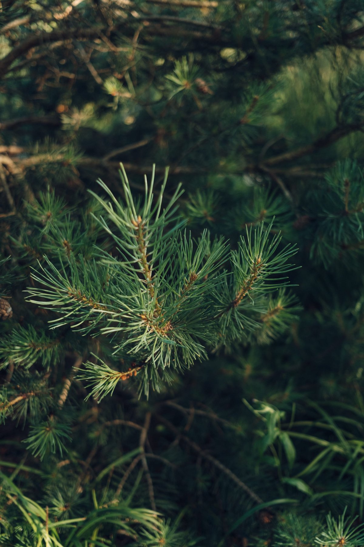 Operaparken post thumbnail