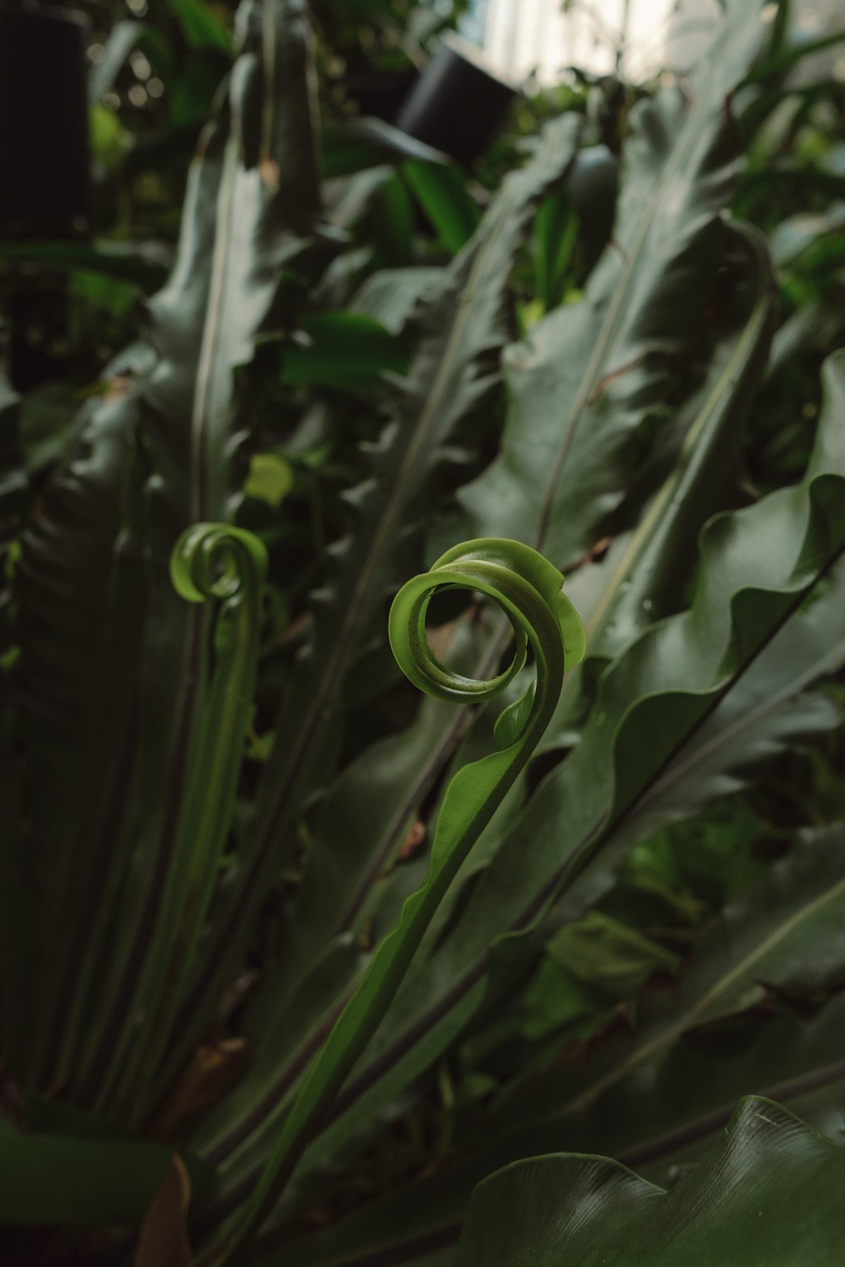 Sky Garden at CapitaSpring post thumbnail