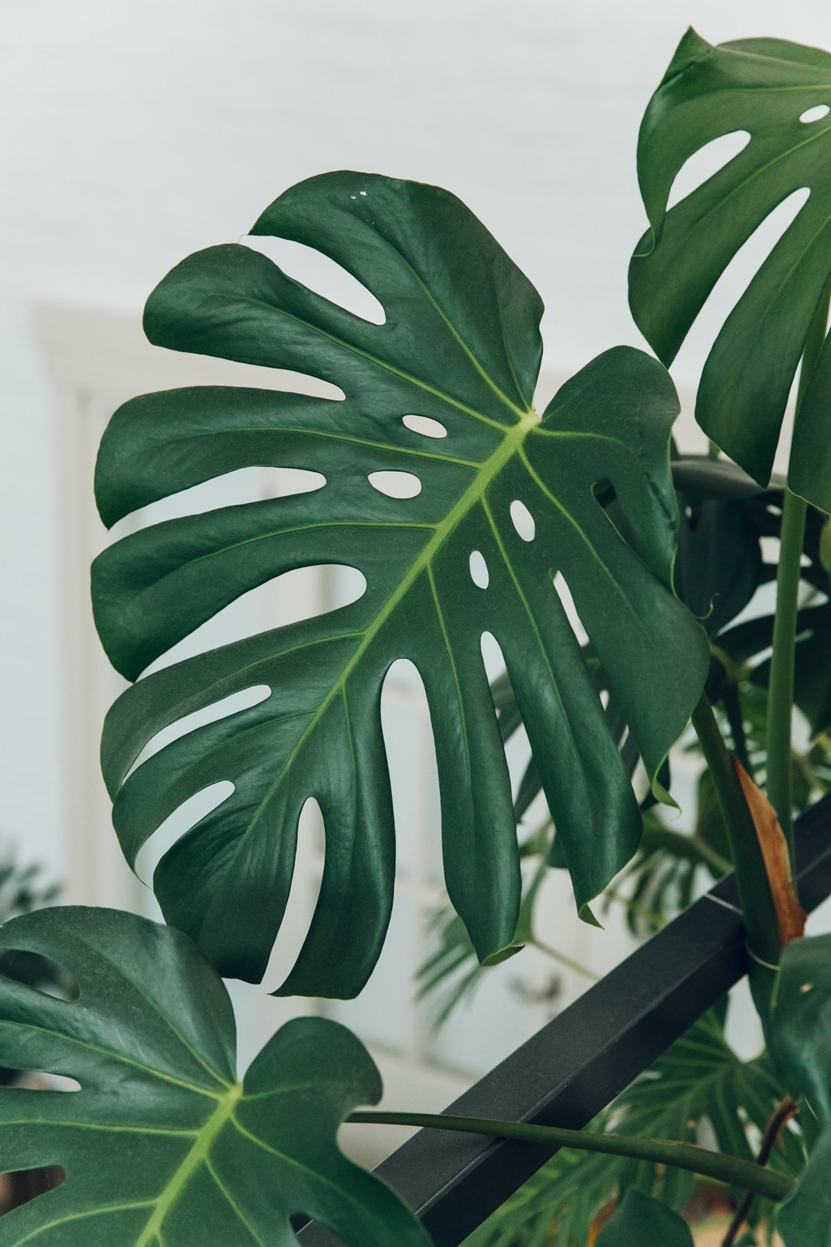 Inside Studio Hear Hear's Jungle Studio post thumbnail