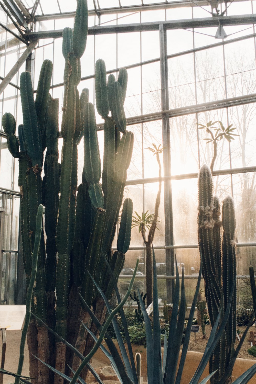 Hortus Botanicus in Amsterdam post thumbnail