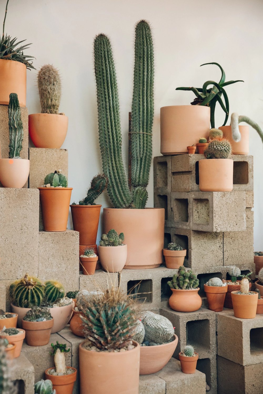 Cactus Store in Echo Park post thumbnail