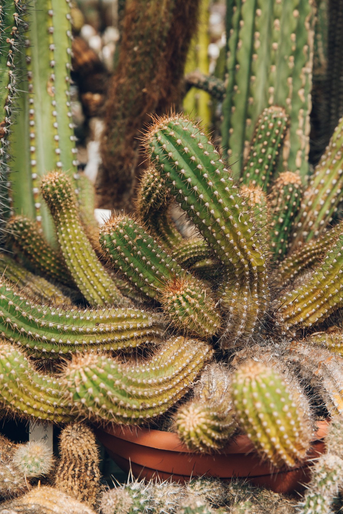 Botanische Tuin Zuidas post thumbnail