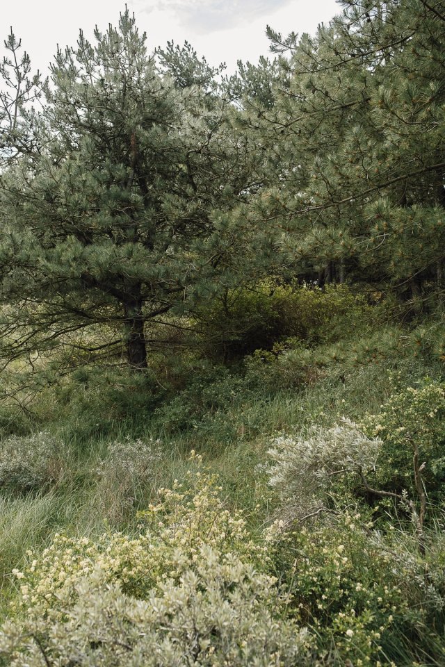 Nationaal Park Zuid-Kennemerland post thumbnail
