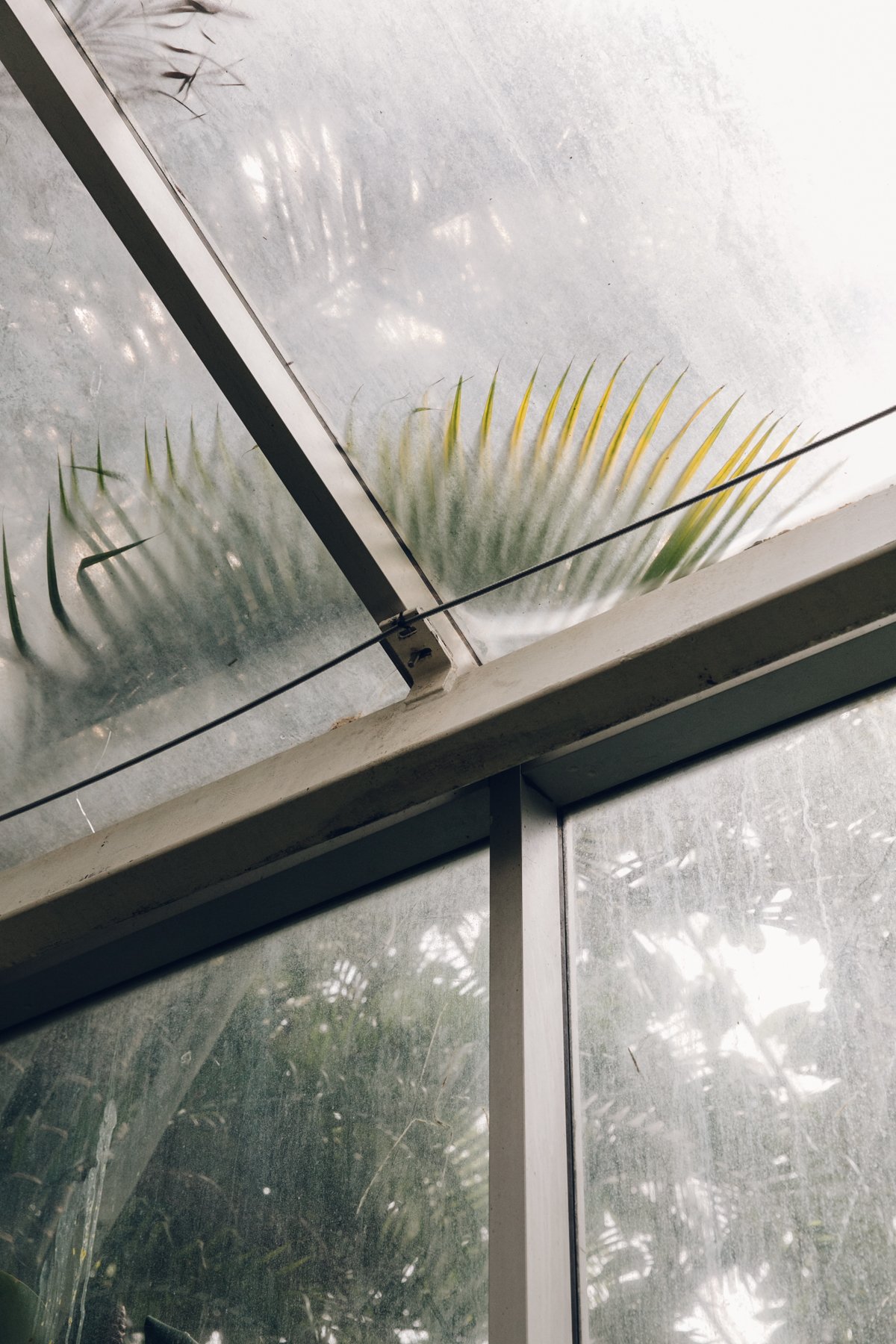 Plantasia post thumbnail