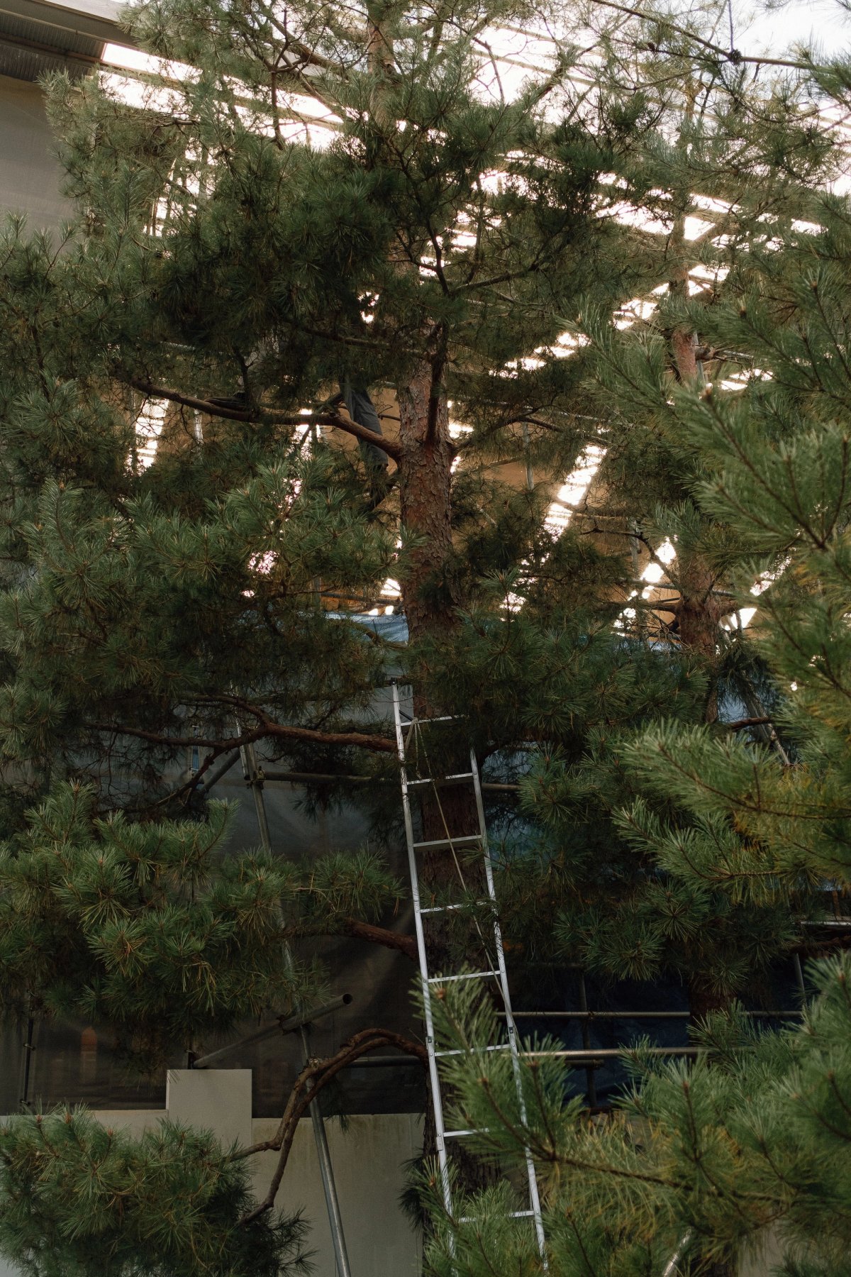 Tree-Pruning post thumbnail