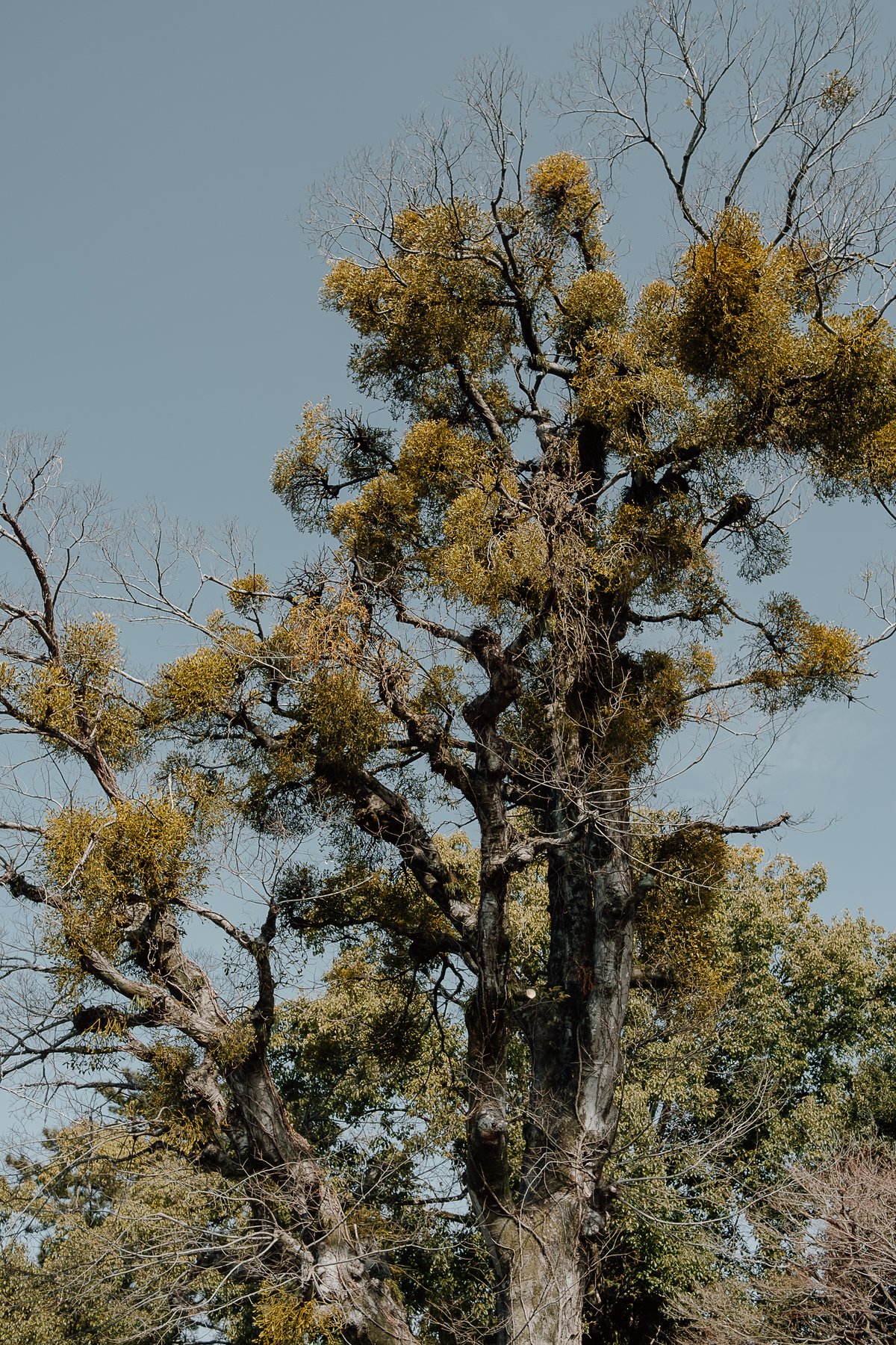 Mistletoe on the Uji River post thumbnail
