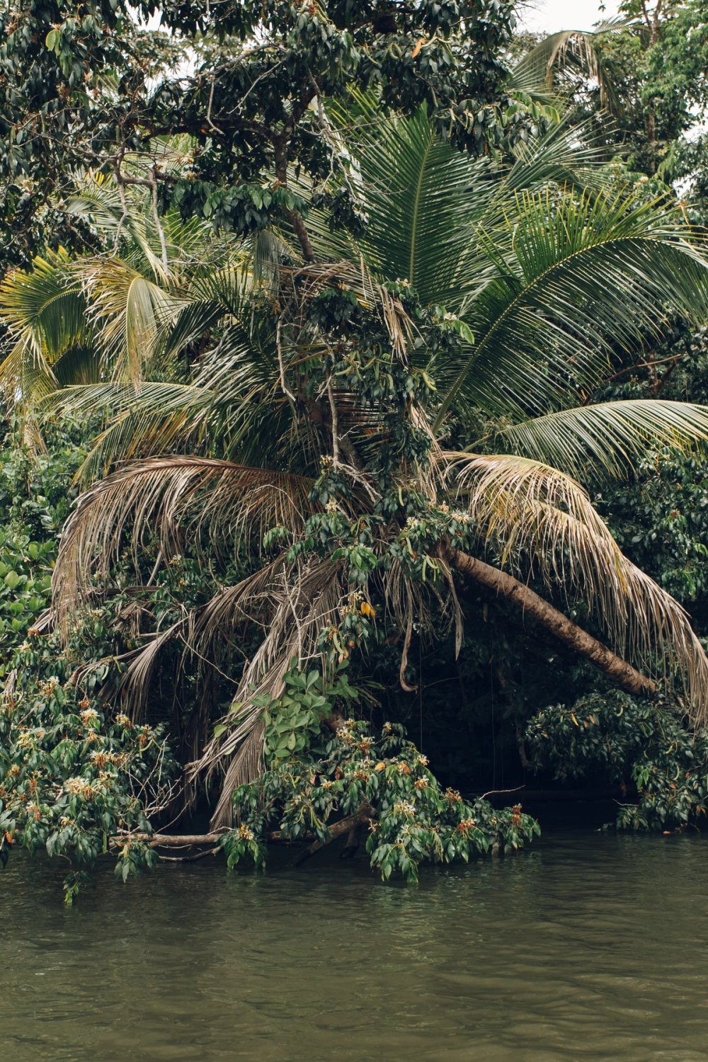 Wildlife in Tortuguero post thumbnail