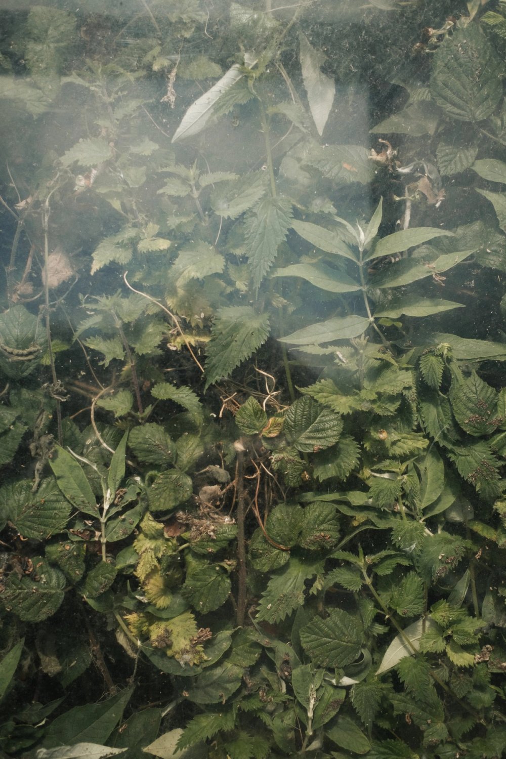 Bus Stop Garden post thumbnail