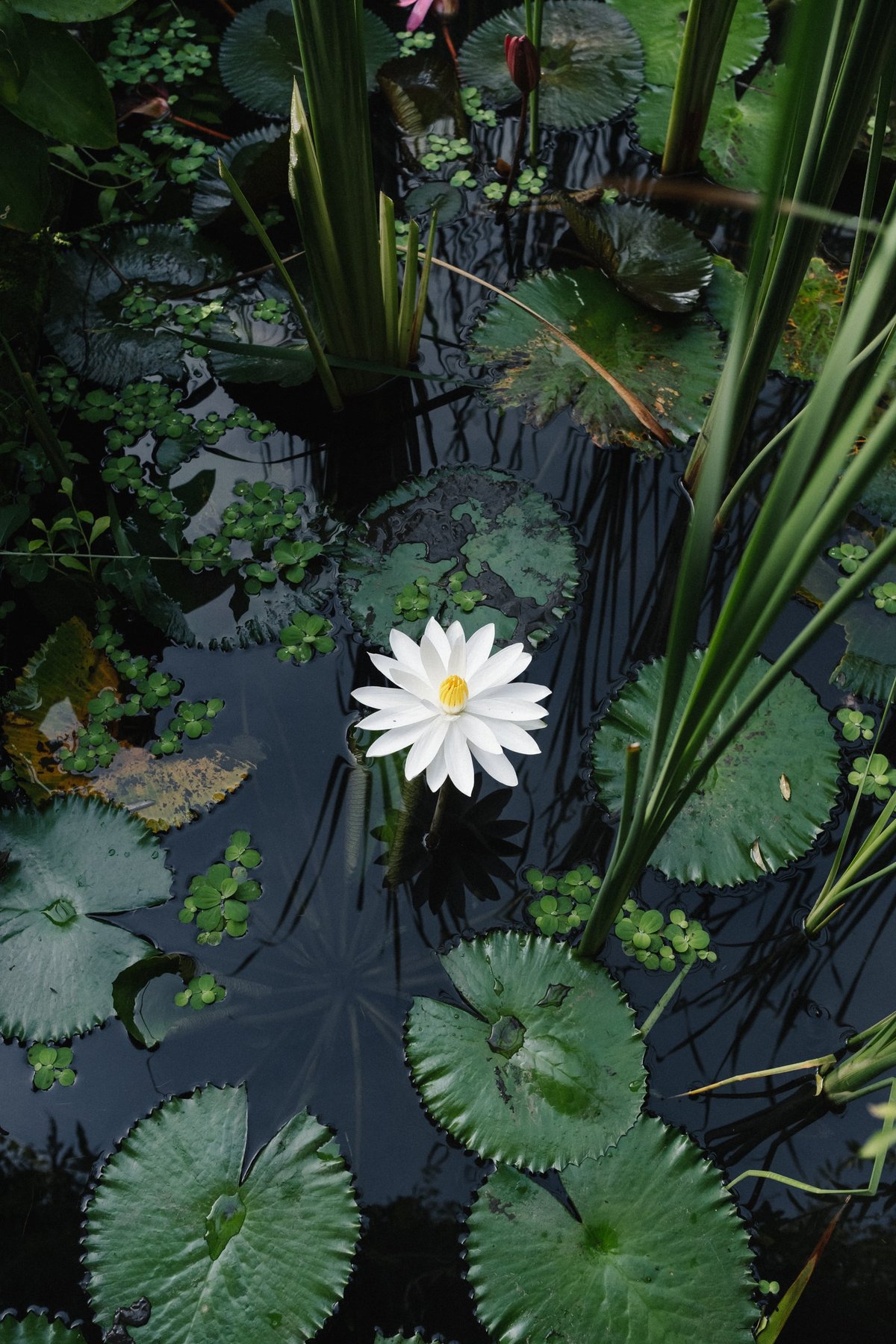 Tejaprana Resort in Ubud post thumbnail