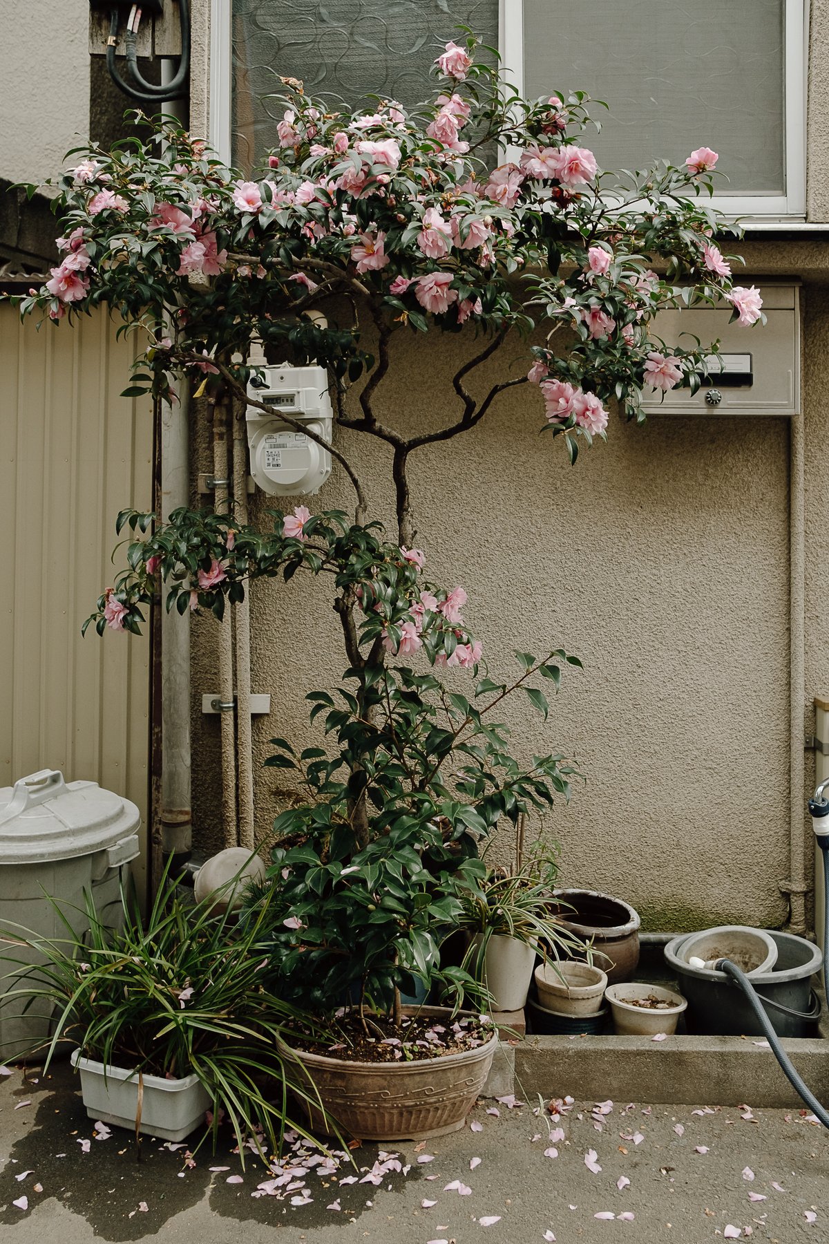 Tokyo Flora post thumbnail