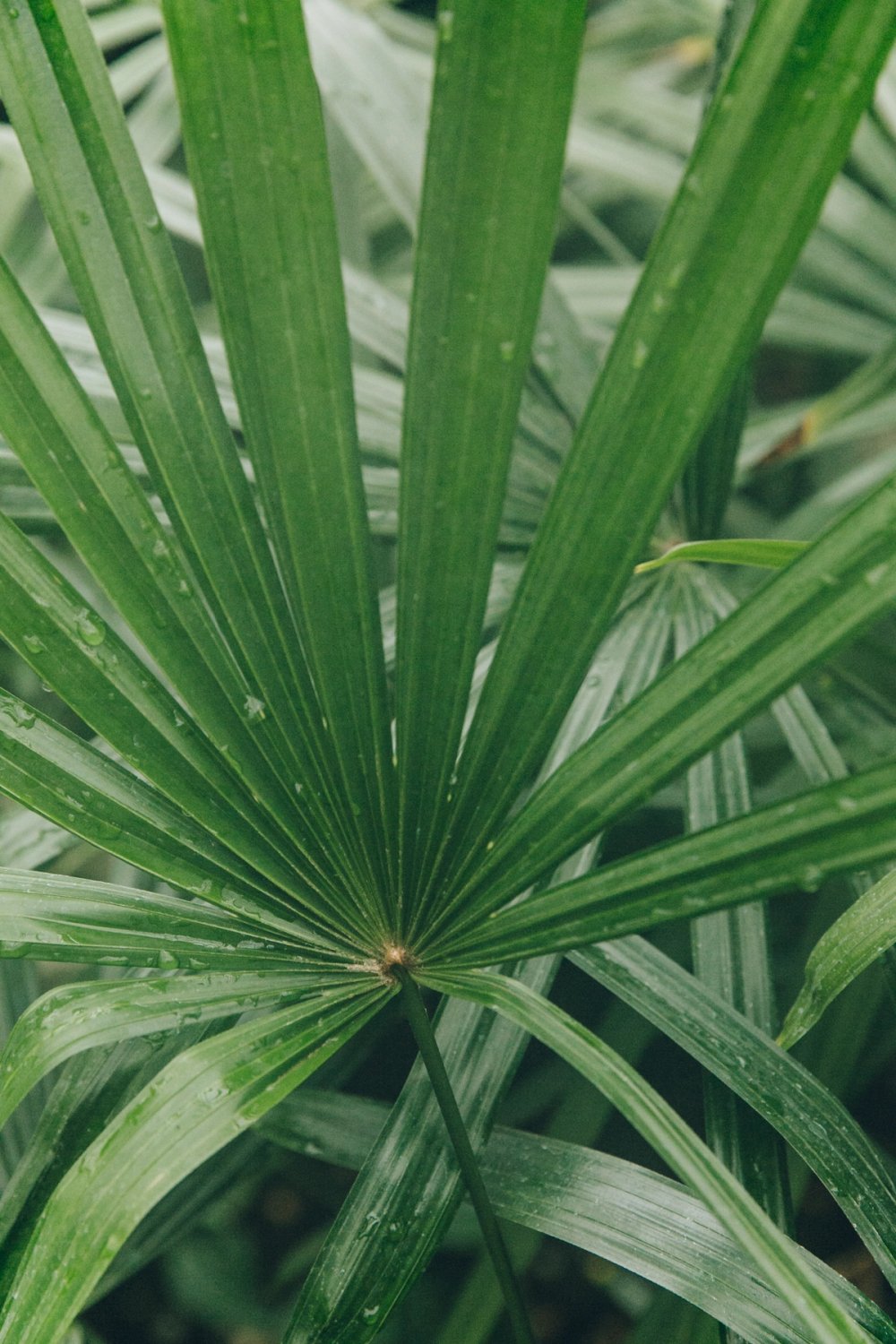 Tropical World post thumbnail