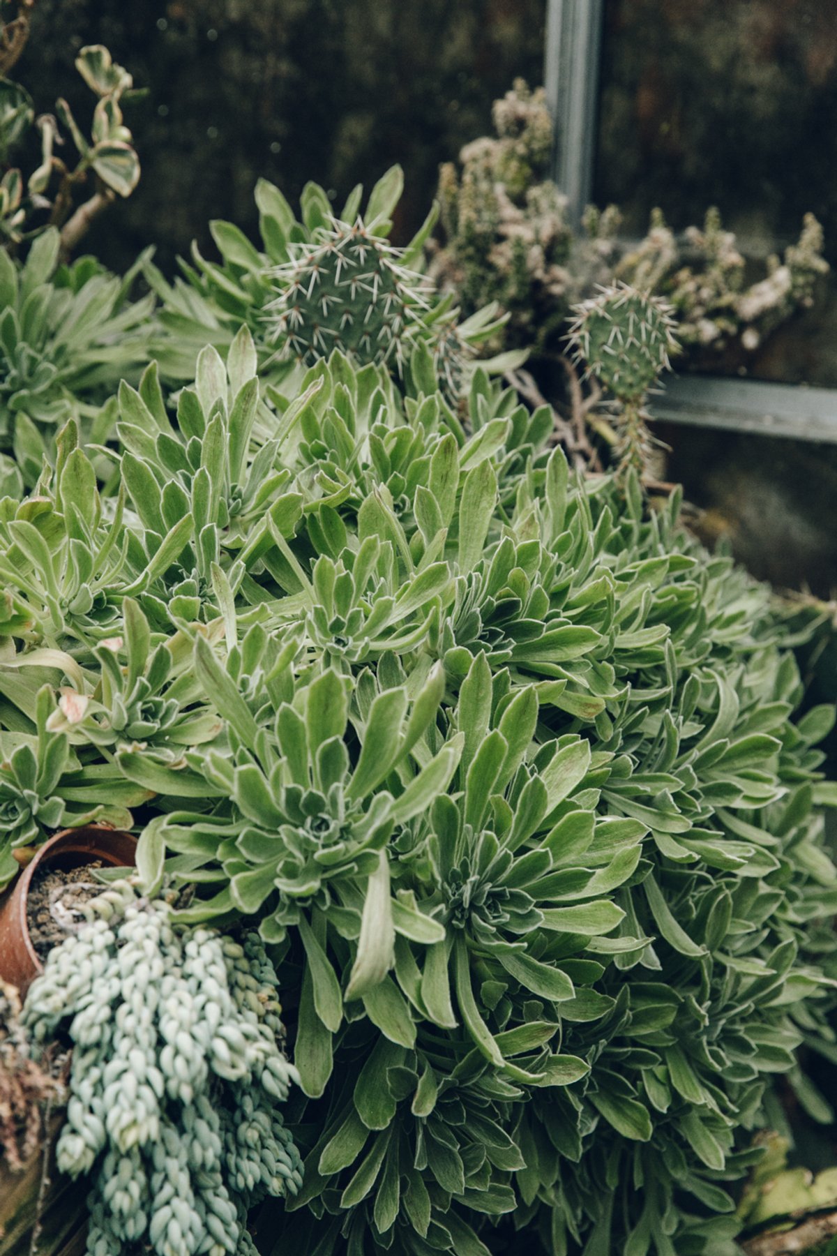 Cacti at Robin Hood's Bay post thumbnail