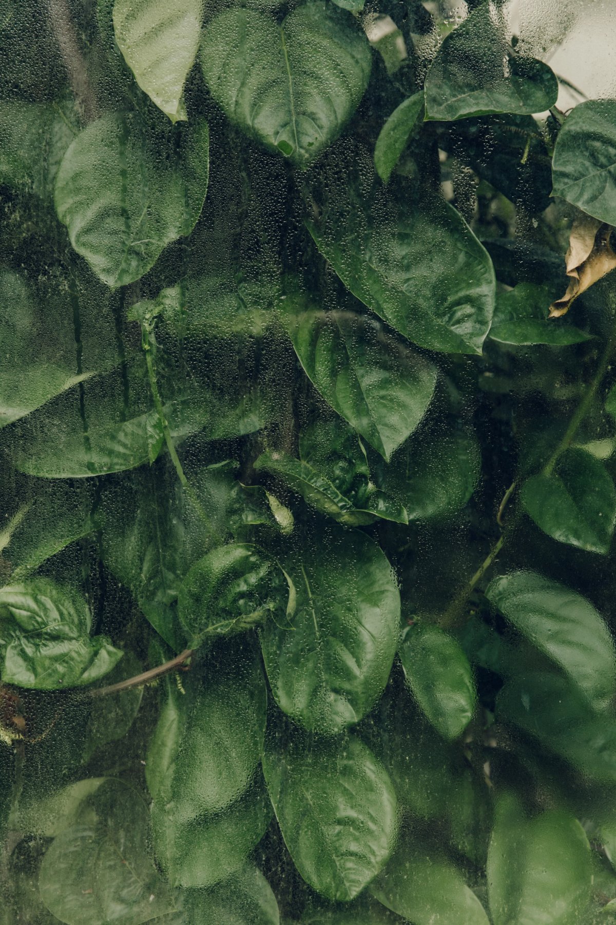 Oxford Botanic Garden post thumbnail