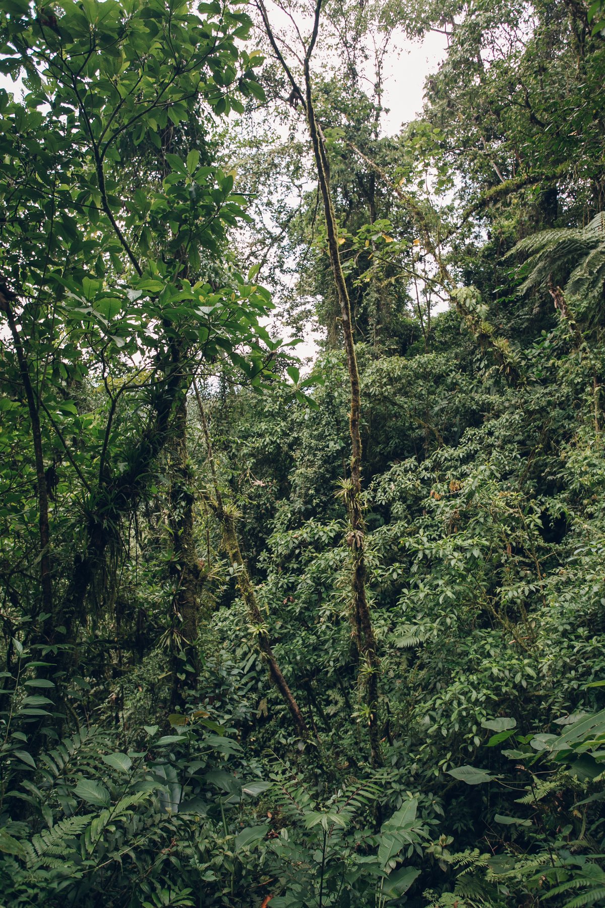 Sky Adventures and Waterfall in Costa Rica post thumbnail