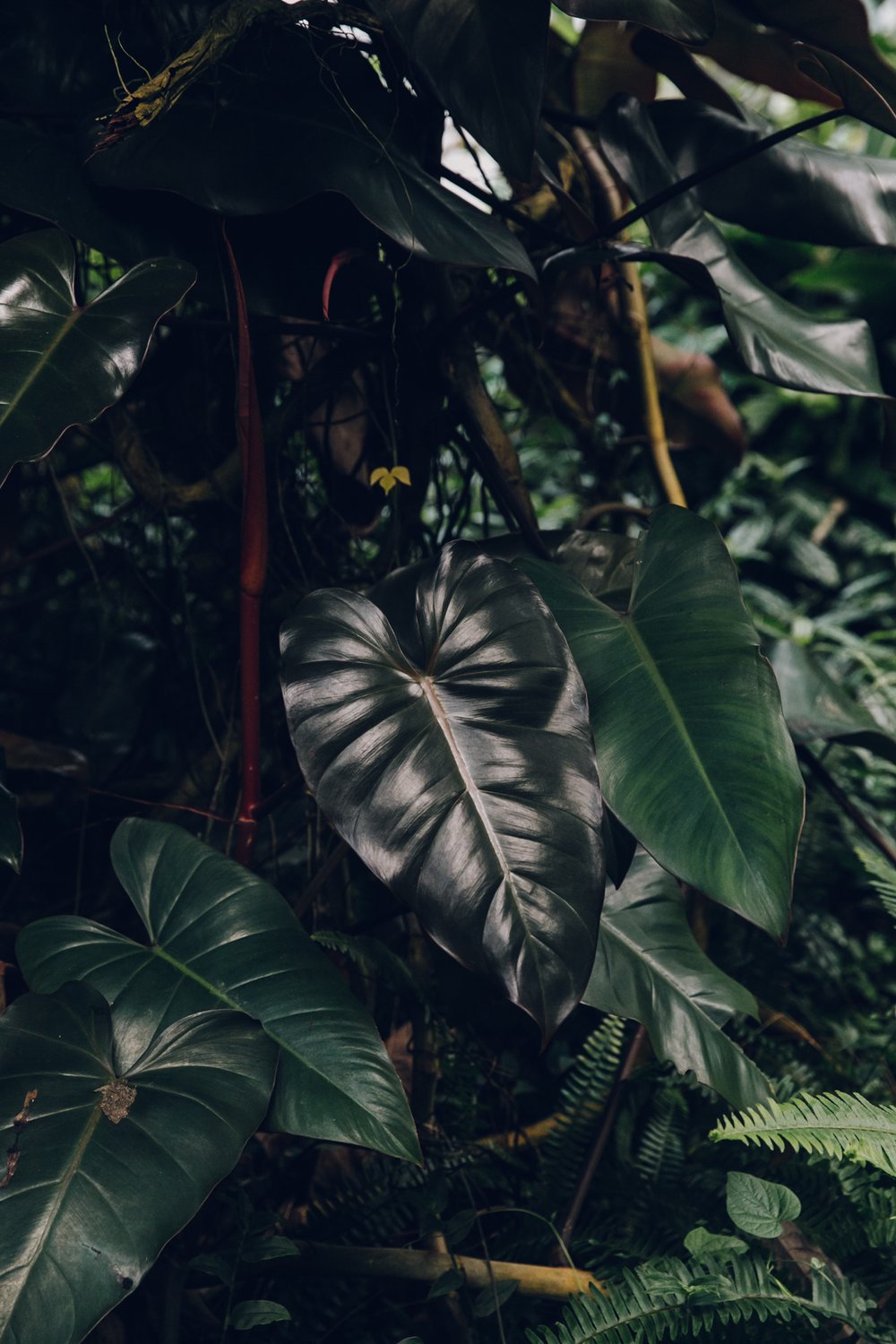 Roath Park Conservatory post thumbnail