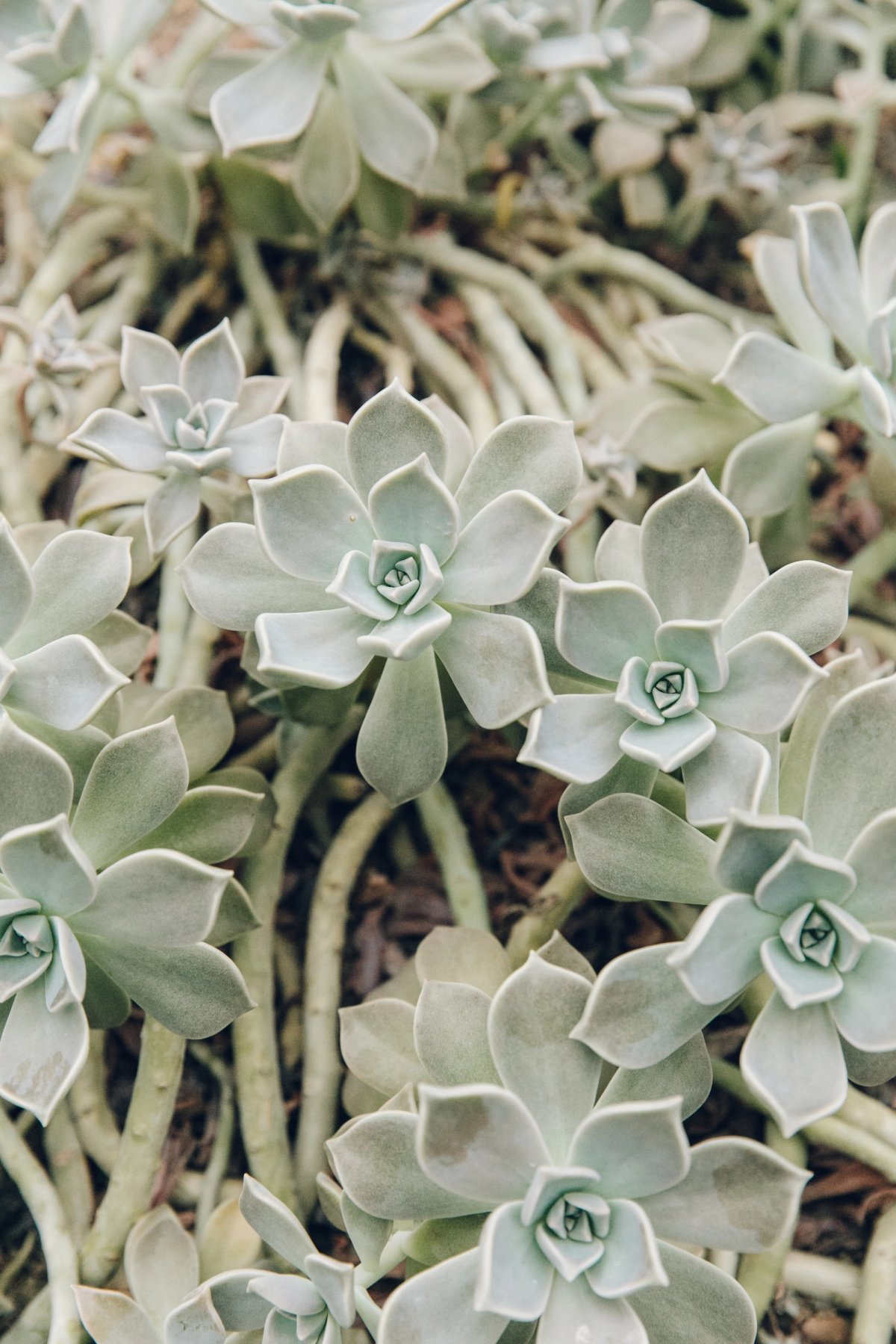 Barbican Conservatory post thumbnail