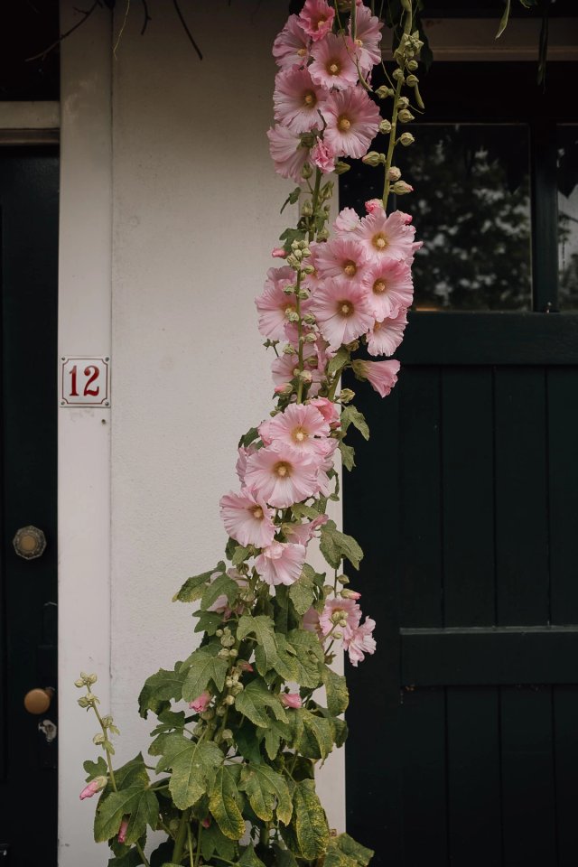 Netherlands Flora post thumbnail