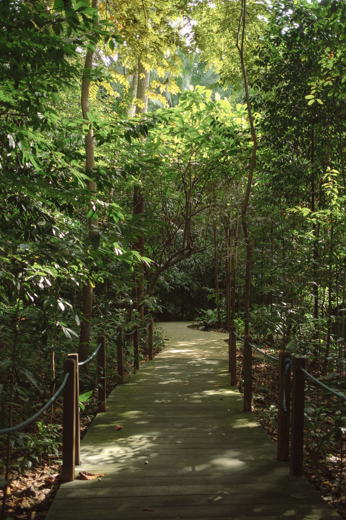 Botanic Gardens in Singapore post thumbnail