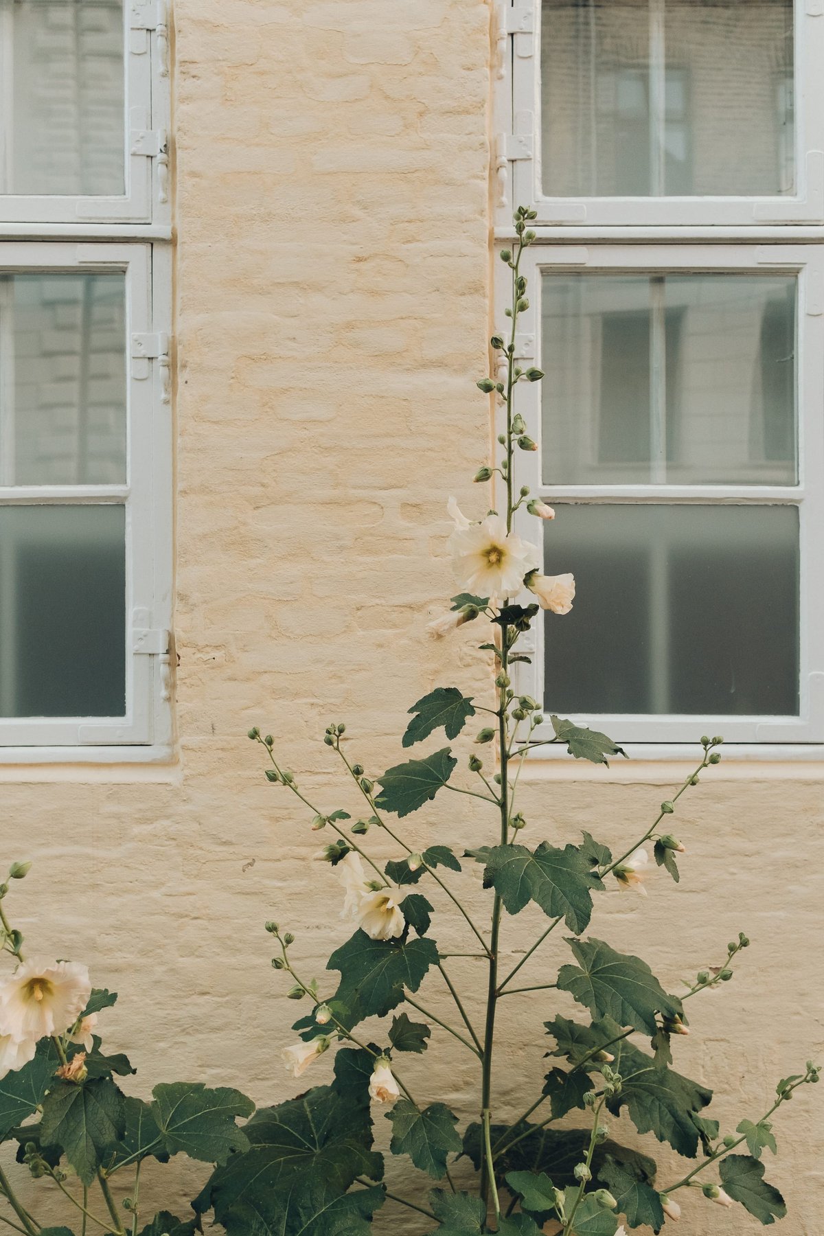 Hollyhocks post thumbnail