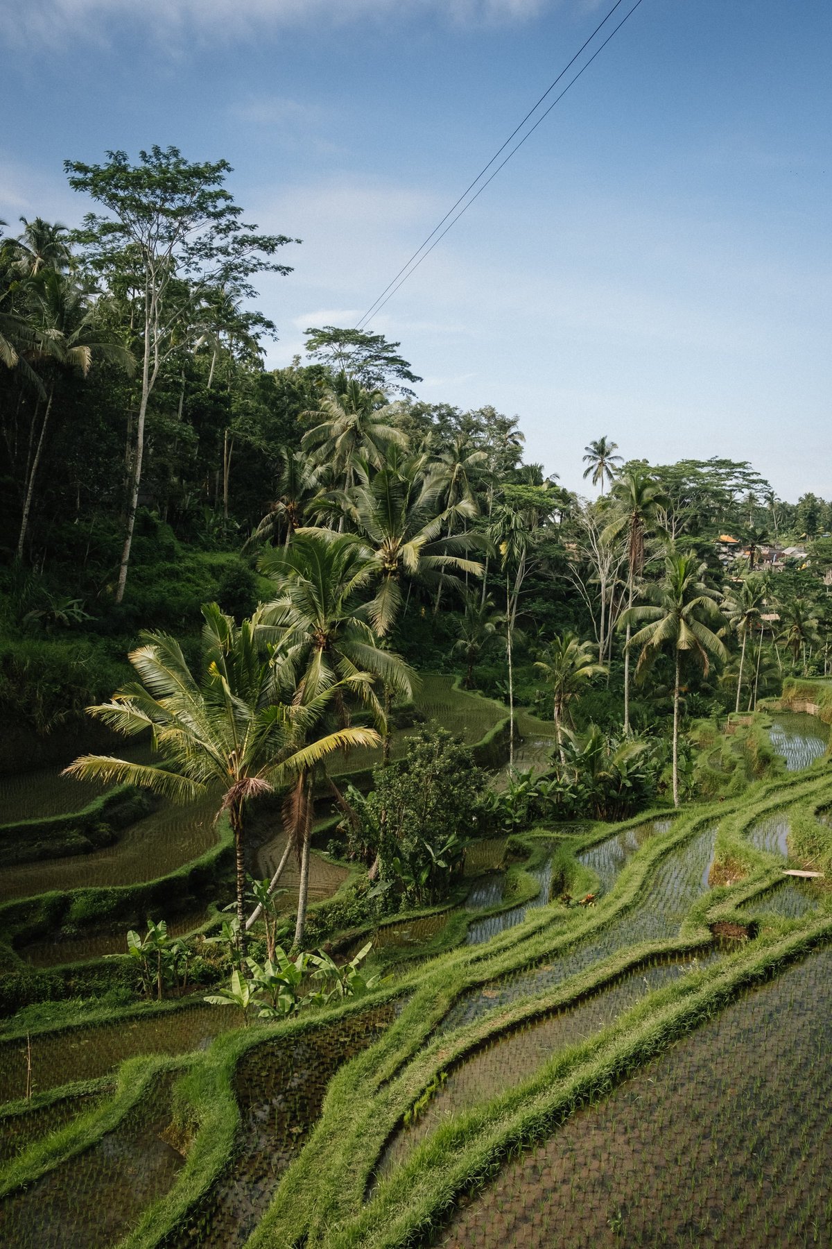 The Tegalalang Rice Terraces of Ubud post thumbnail