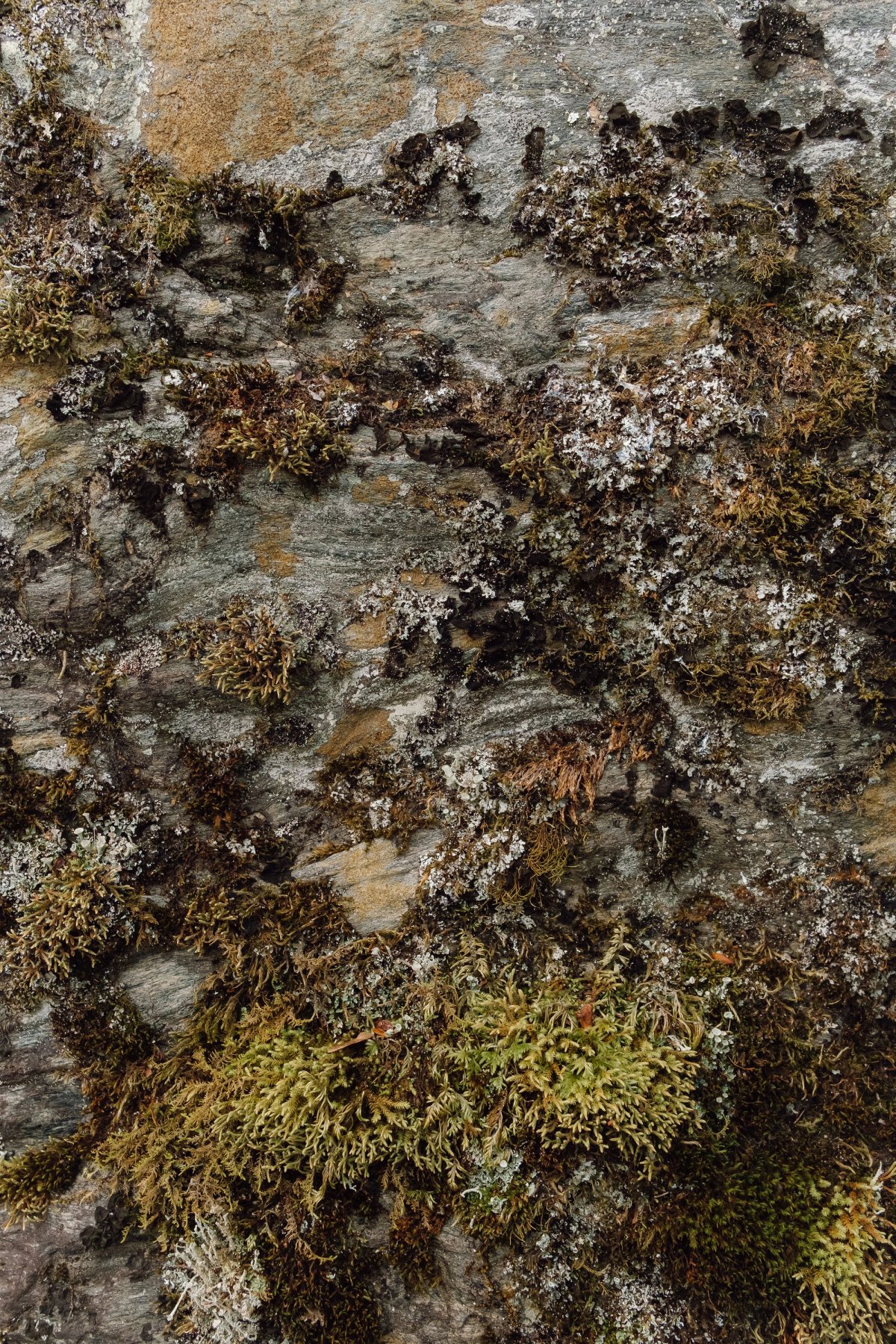 Kurama Walls post thumbnail