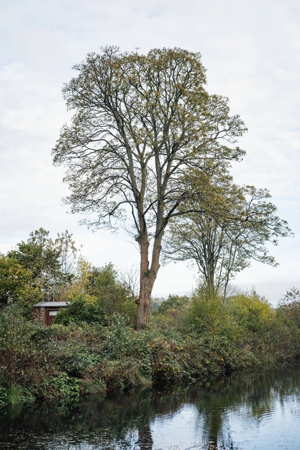 November Walks post thumbnail