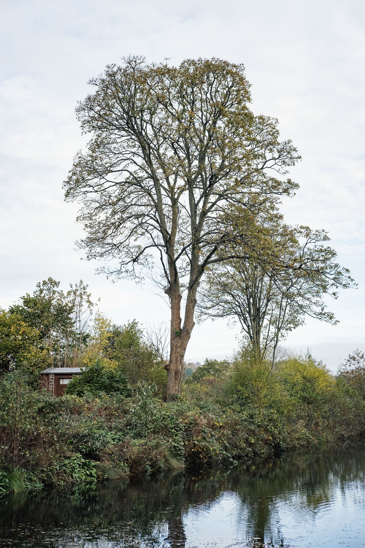 November Walks post thumbnail