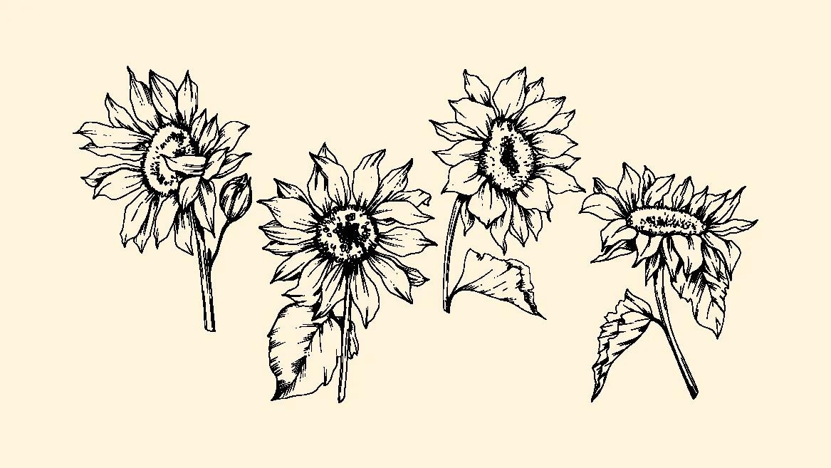 illustration of sunflowers