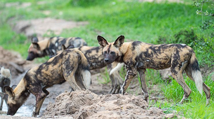 MKOMAZI NATIONAL PARK SAFARI GUIDE
