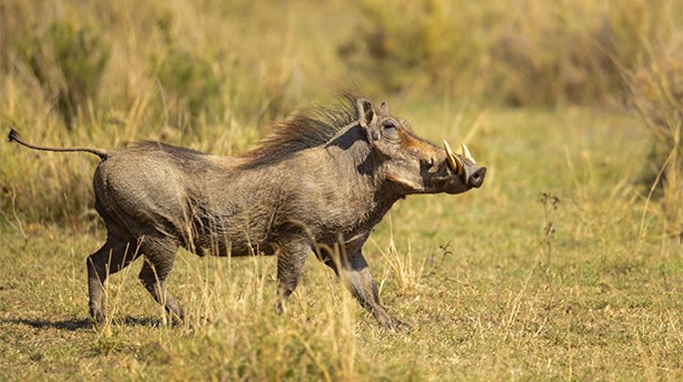 ARUSHA NATIONAL PARK SAFARI GUIDE