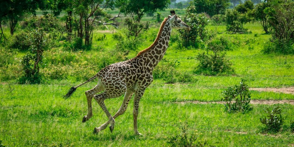 MIKUMI NATIONAL PARK SAFARI GUIDE