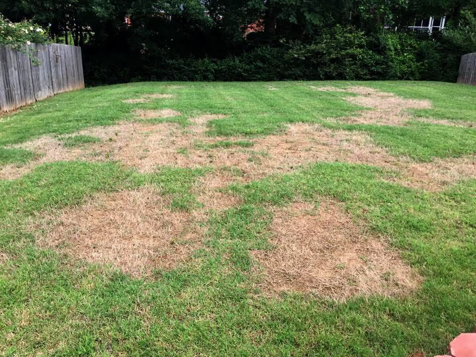 Reviving Your Lawn After a Tough Drought: Baton Rouge Lawn Care Tips