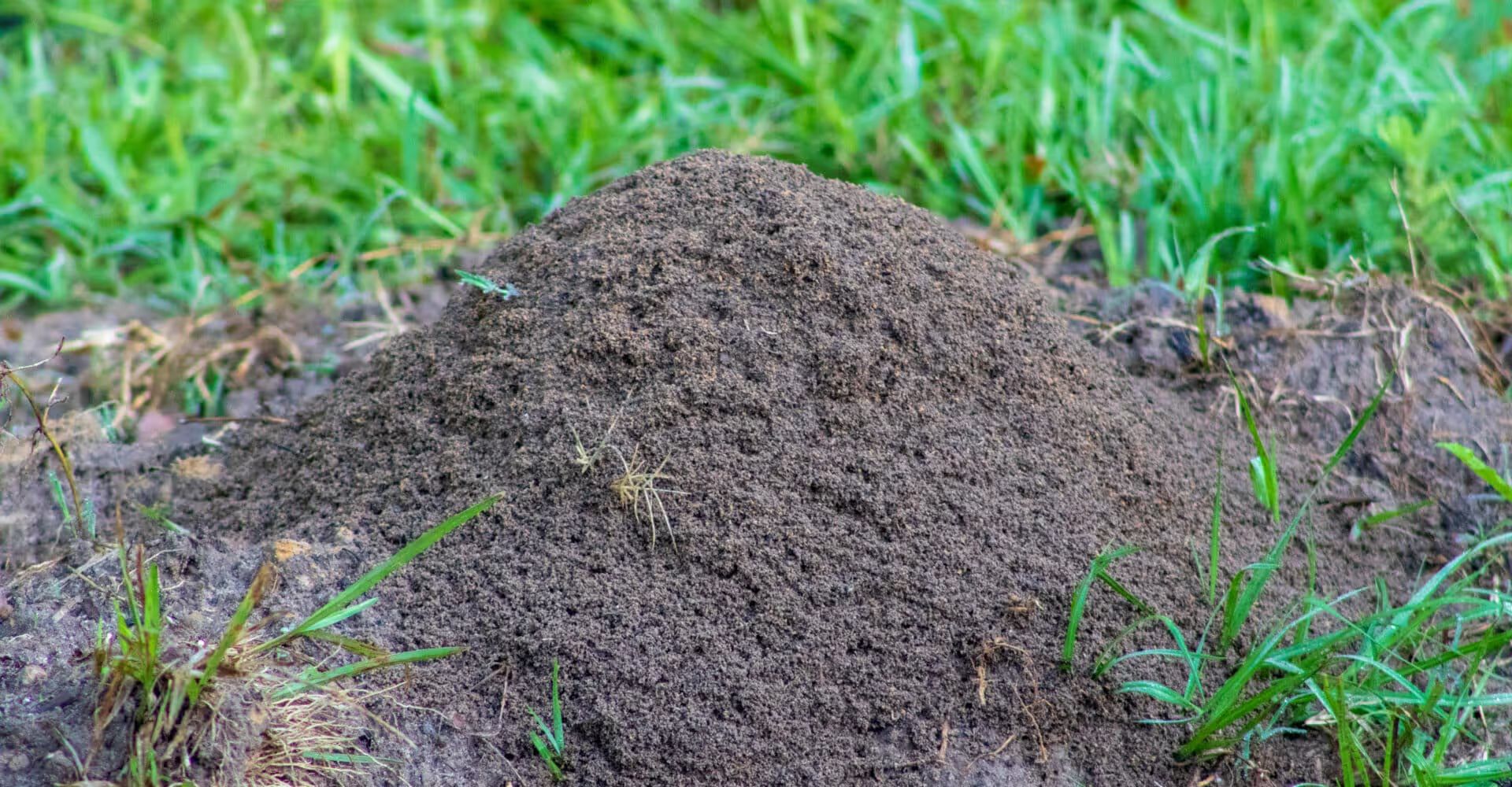 How to Get Rid of Fire Ants and Harmful Insects in Your Yard