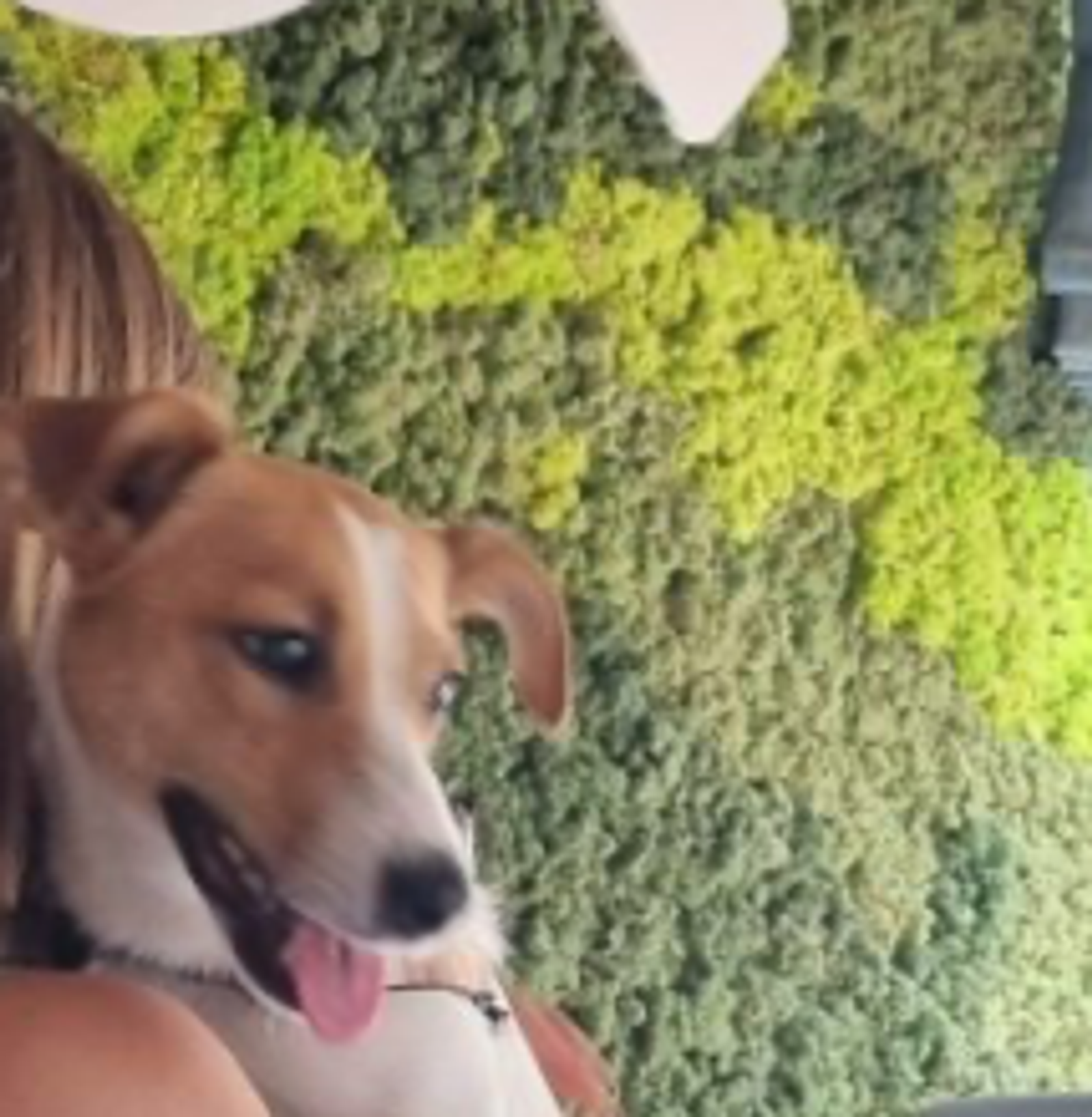 Emi and her dog