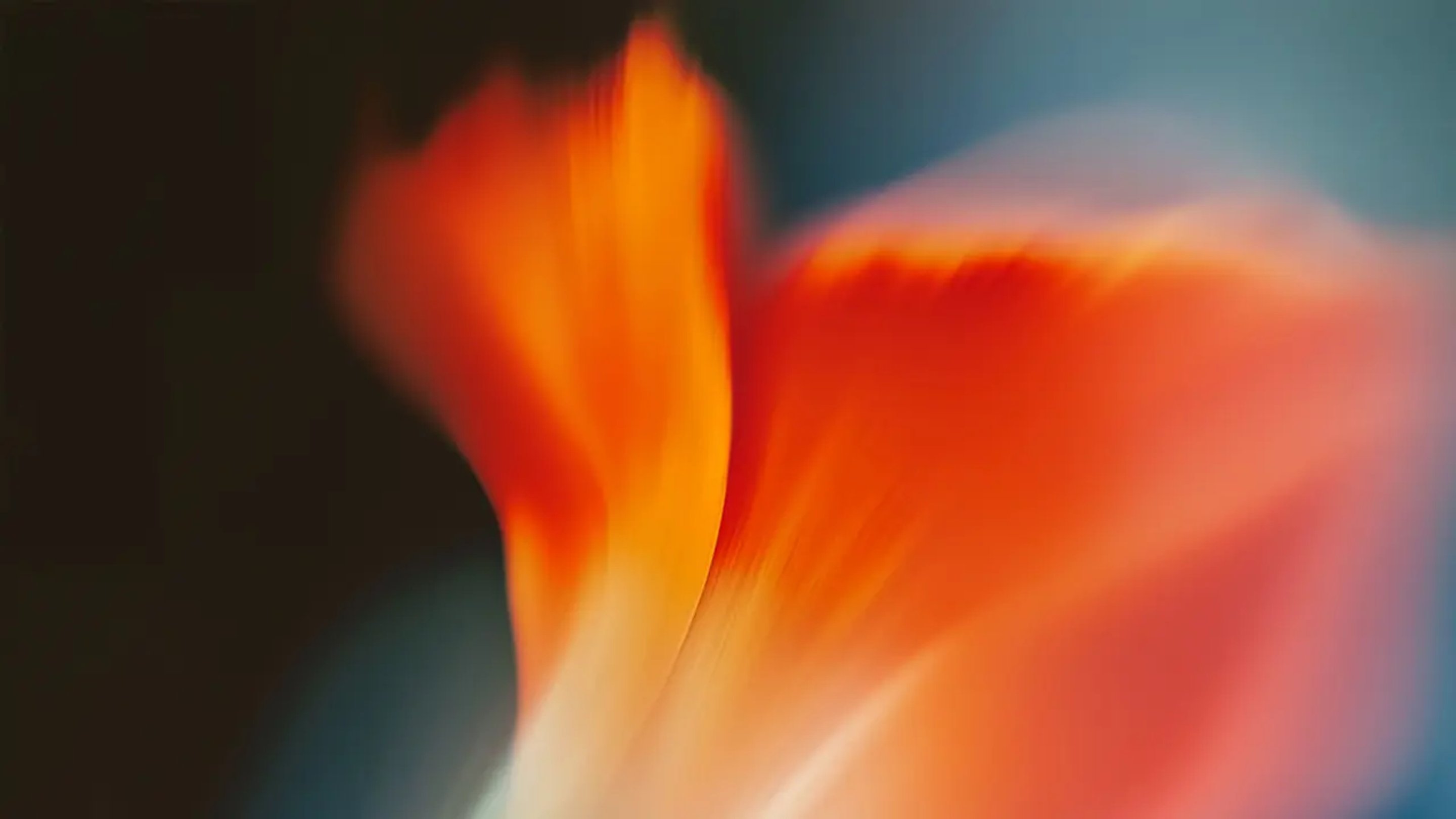 Siili Background