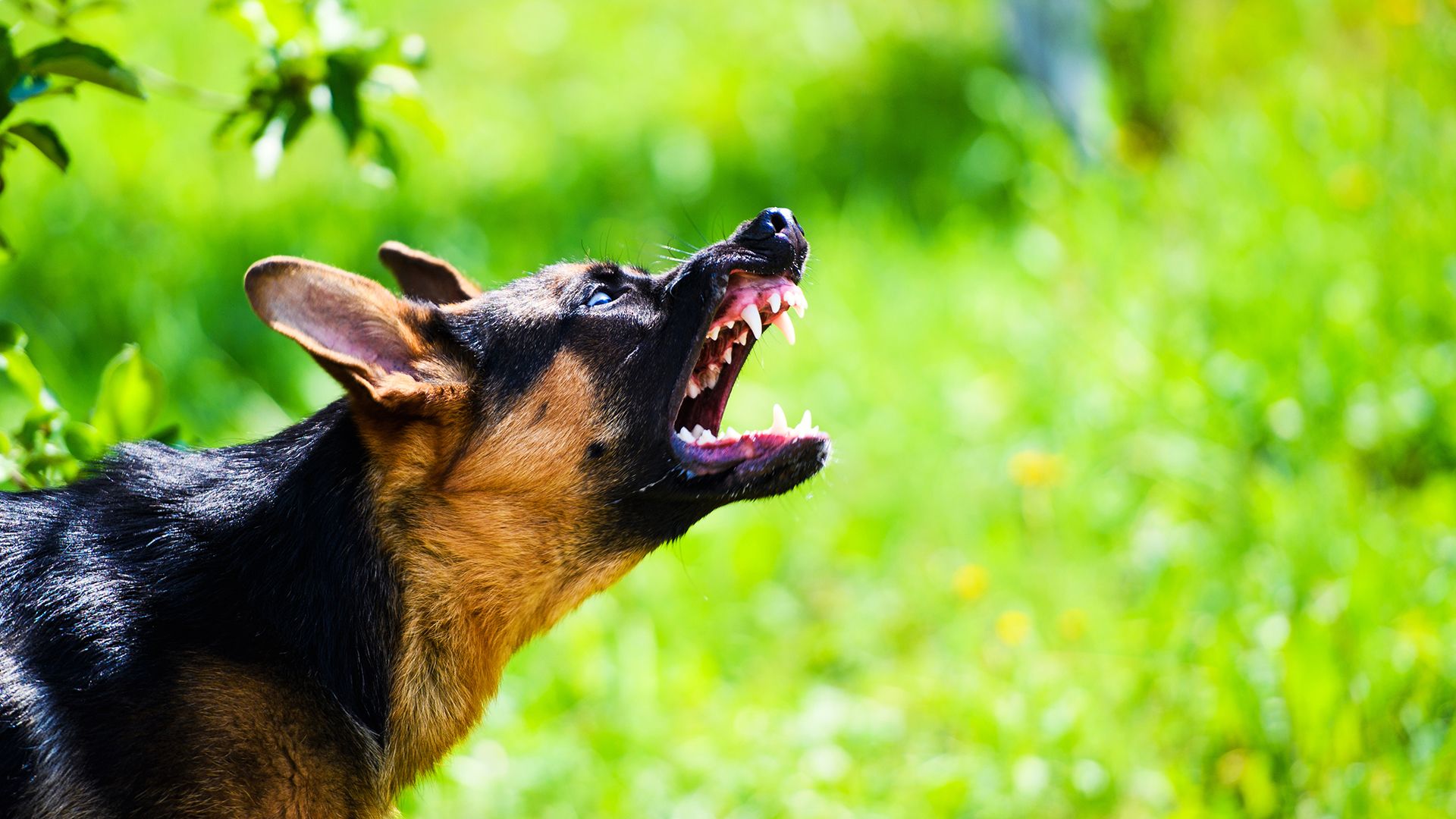 Hund mit offenem Maul zeigt die Zähne.