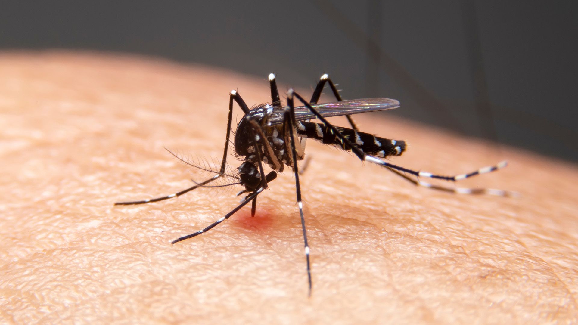 Dengue Mücke