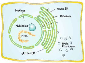 Endoplasmatisches Retikulum