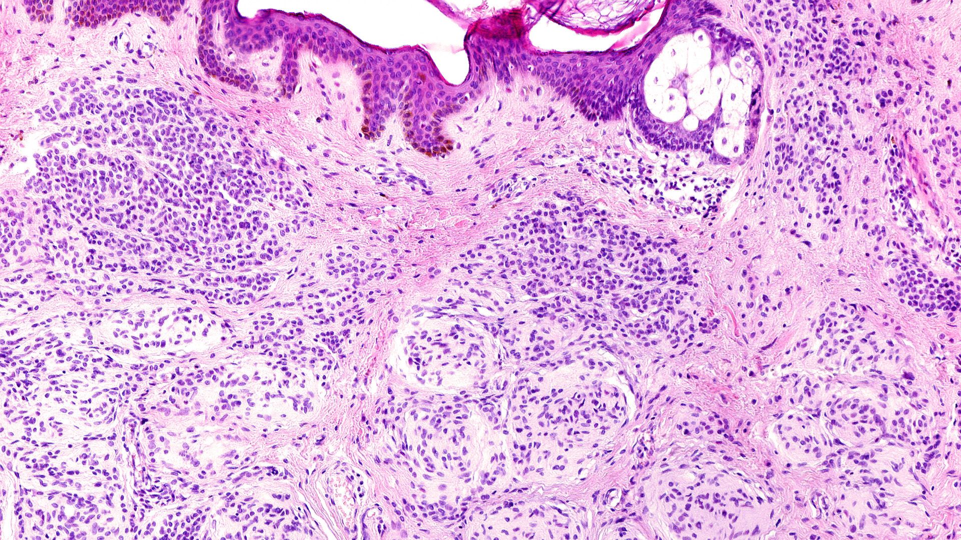 Histologisches Präparat
